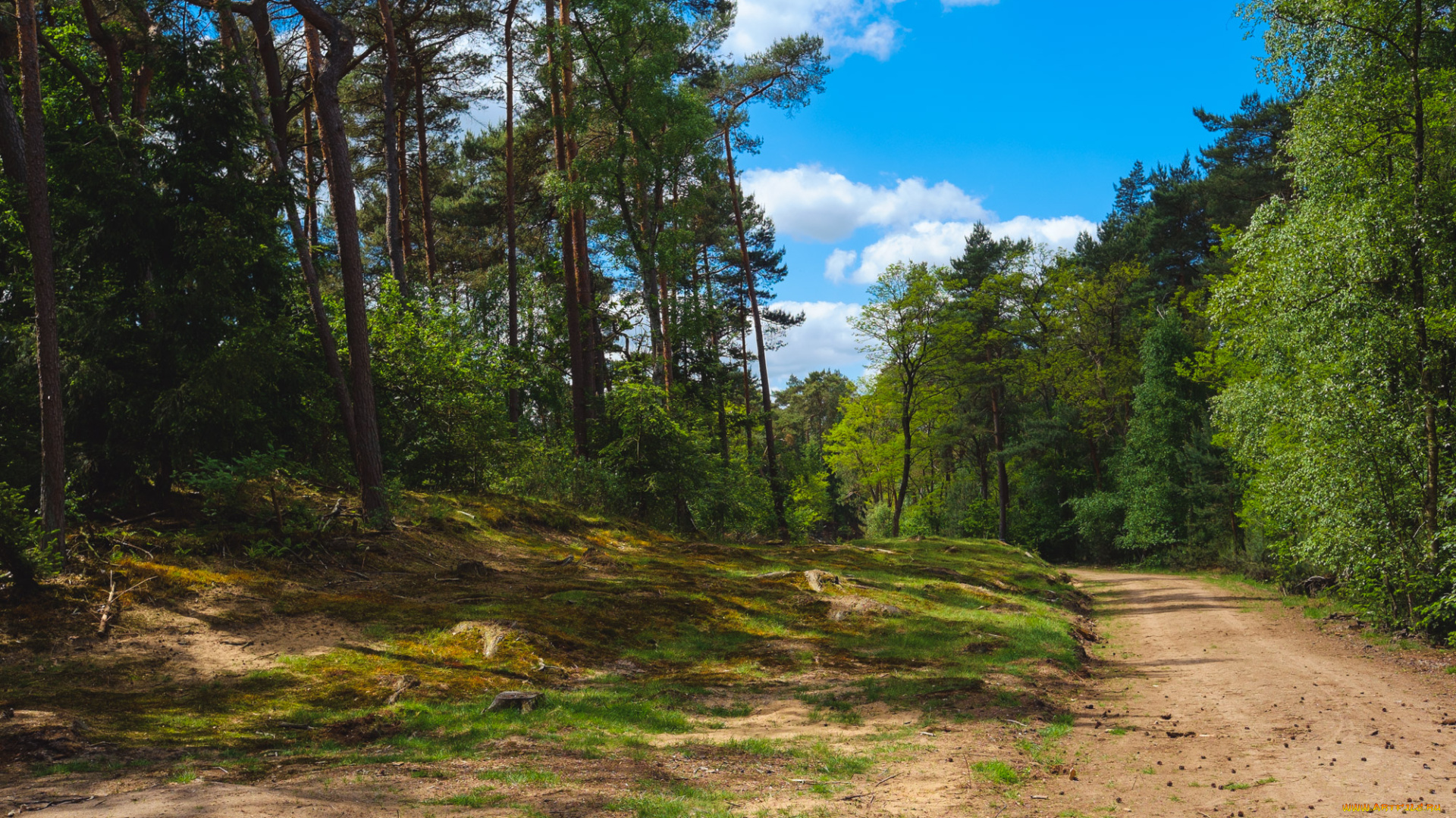 природа, дороги, лес, грунтовка