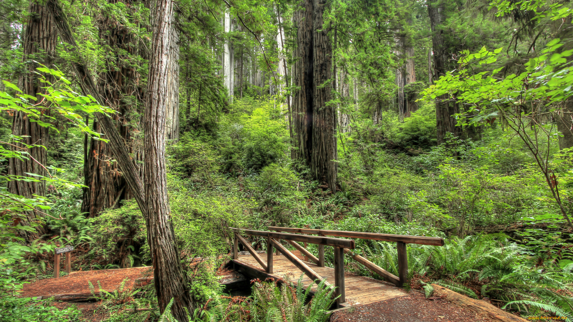 природа, дороги, мостик, тропинка, лес