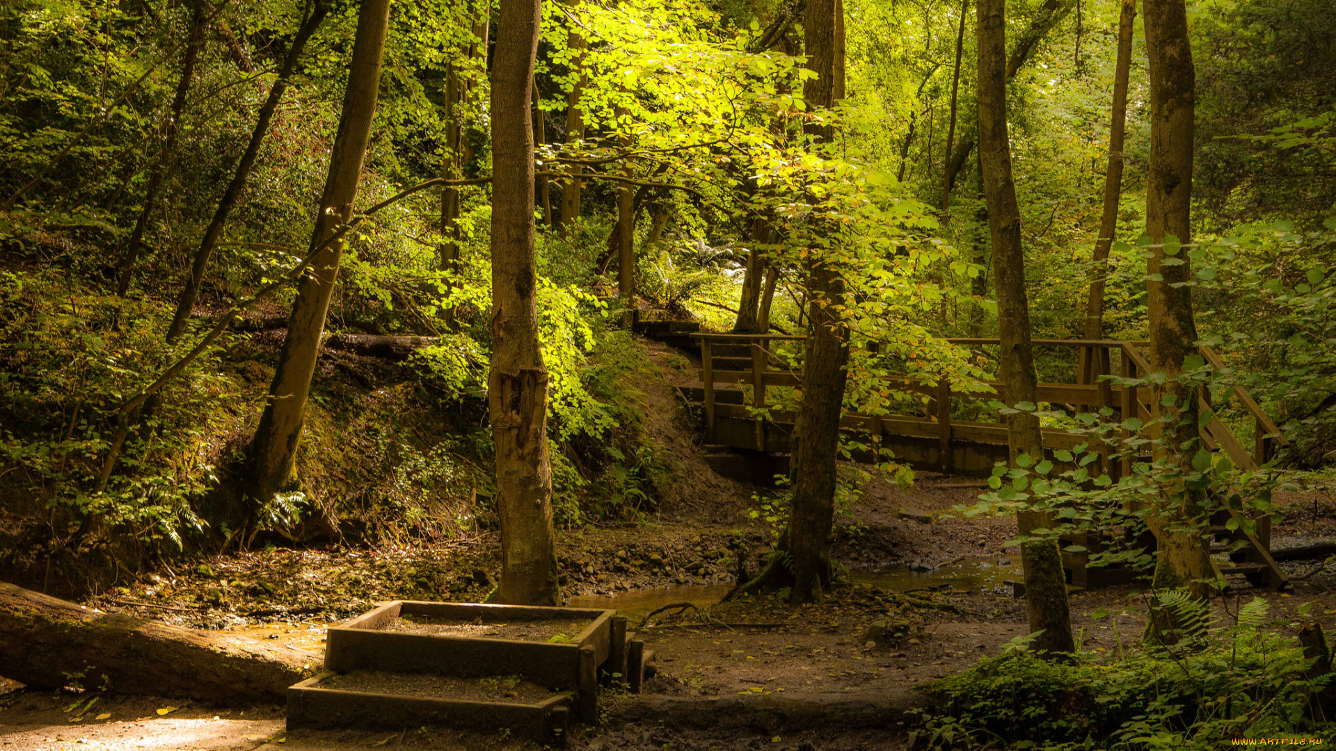 природа, дороги, мостик, тропинка, лес