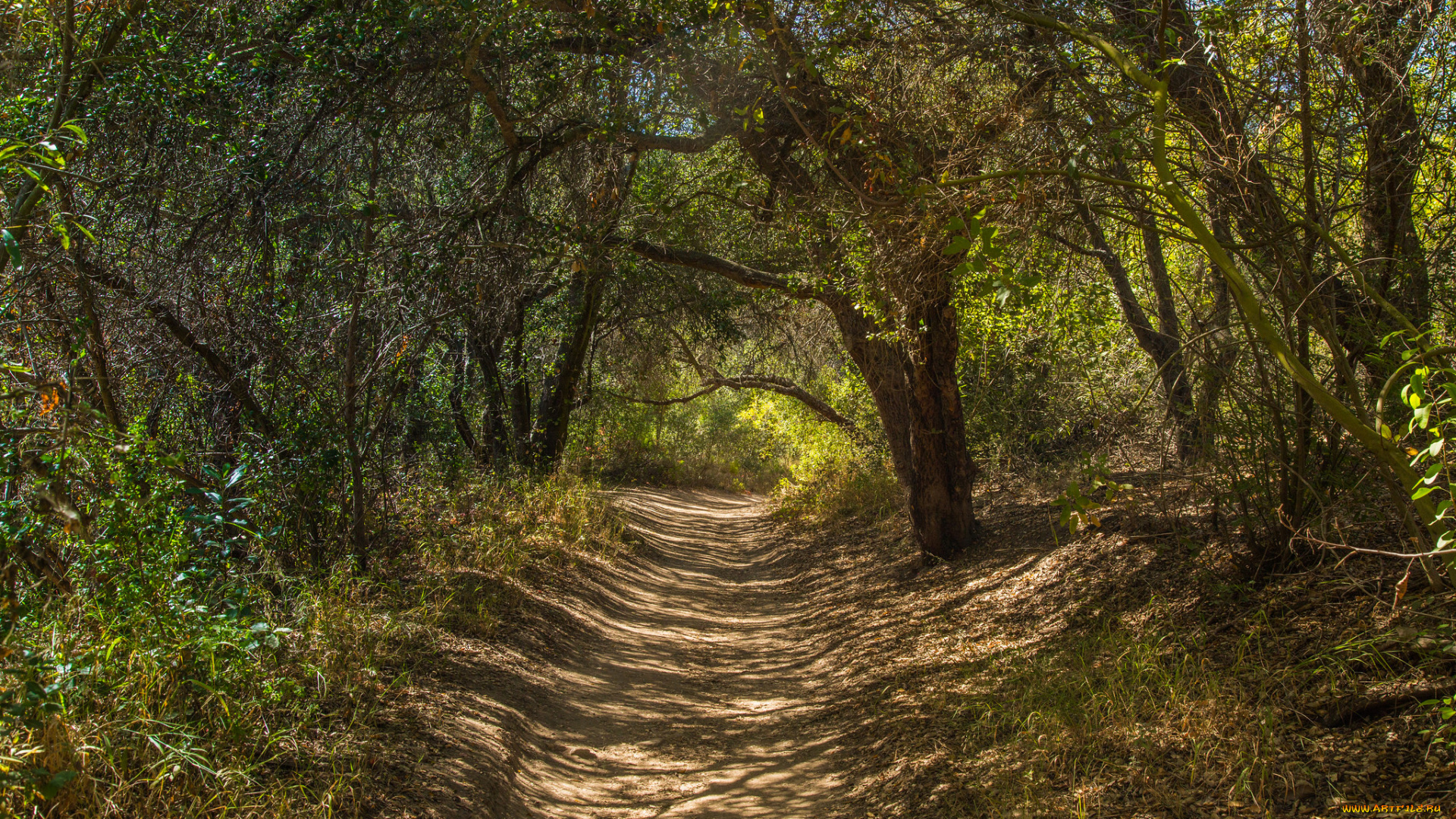 природа, дороги, тропинка, лес