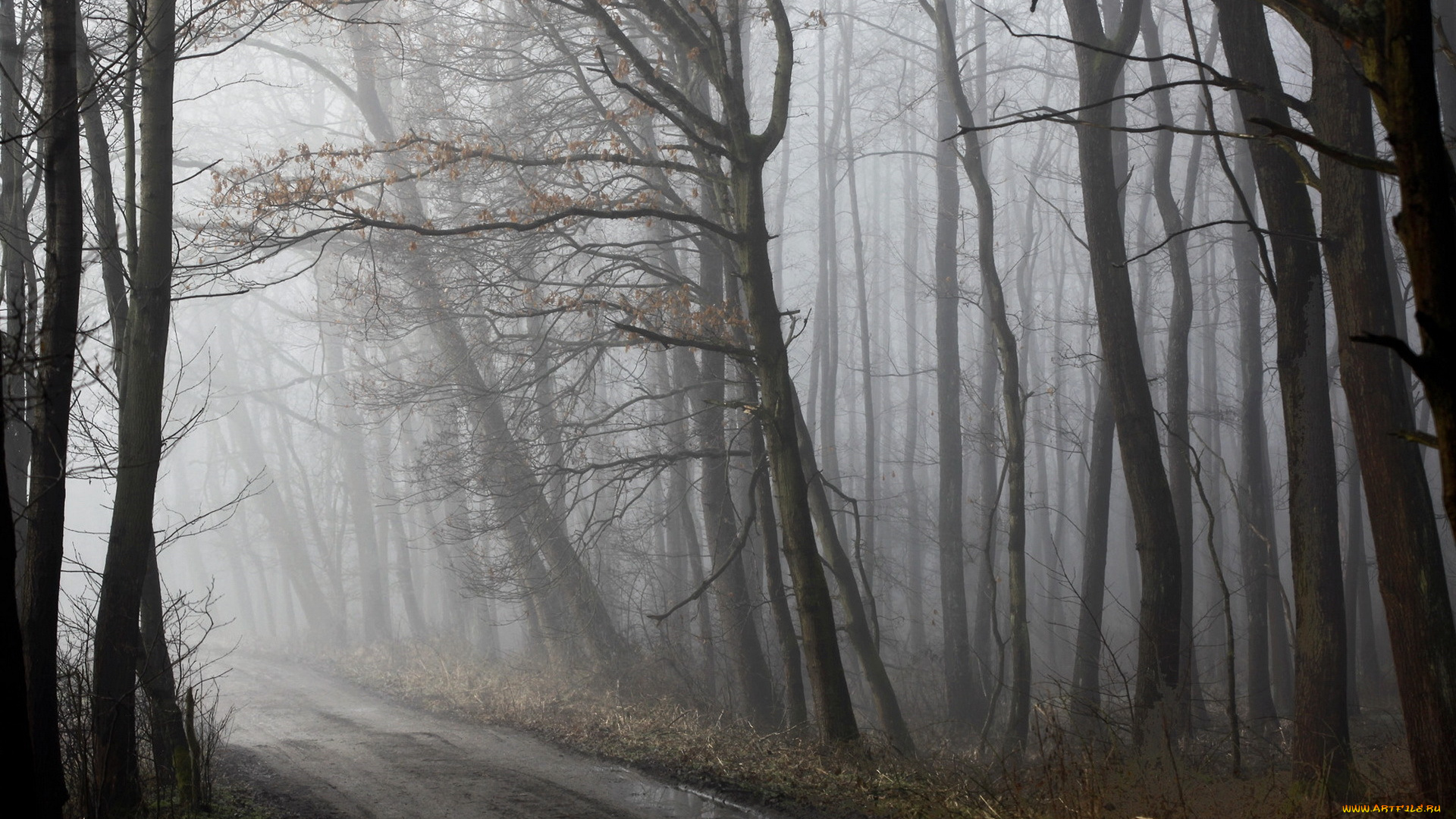 природа, дороги, весна, дорога, лес, туман, утро