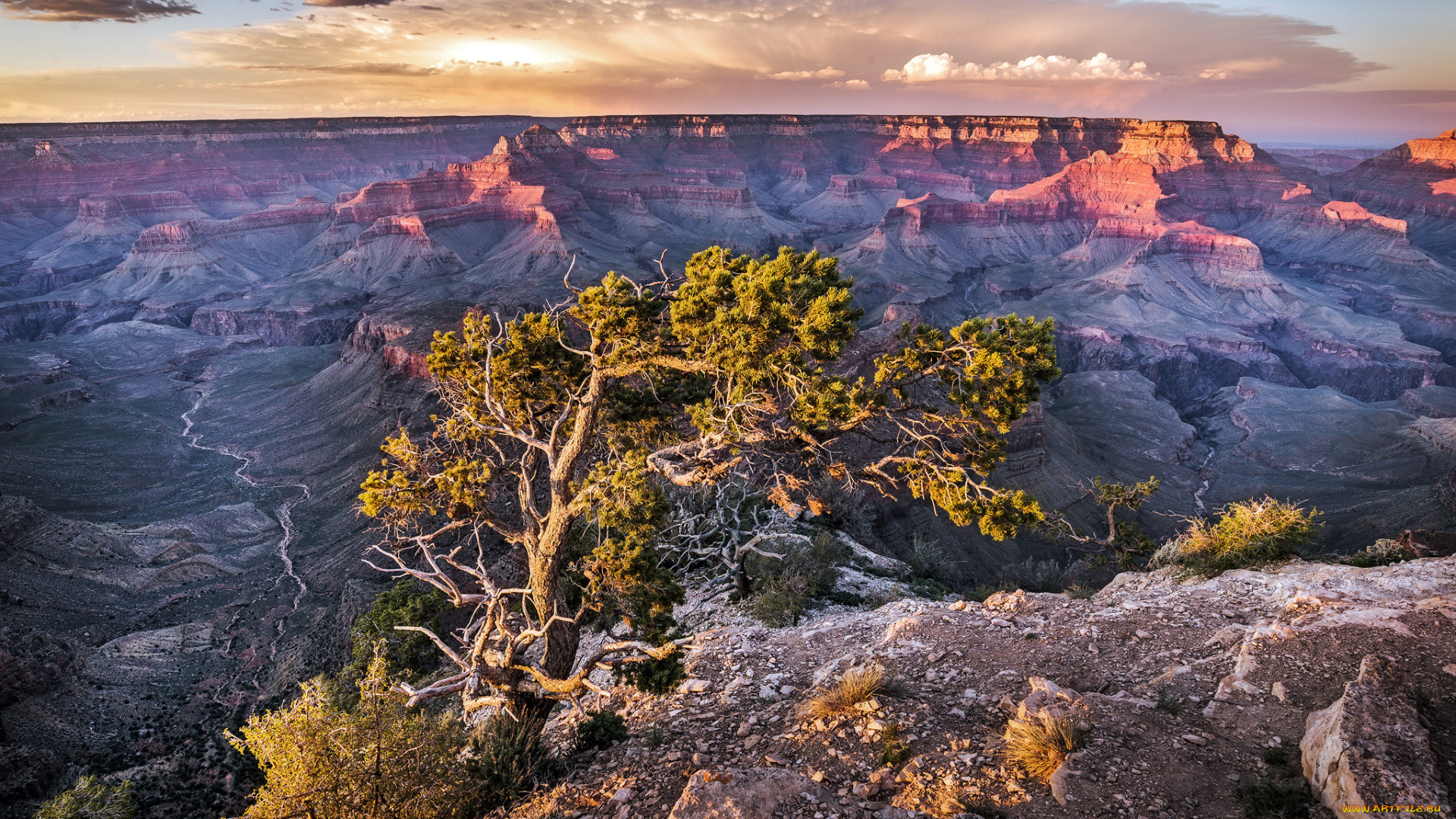 природа, горы, дерево