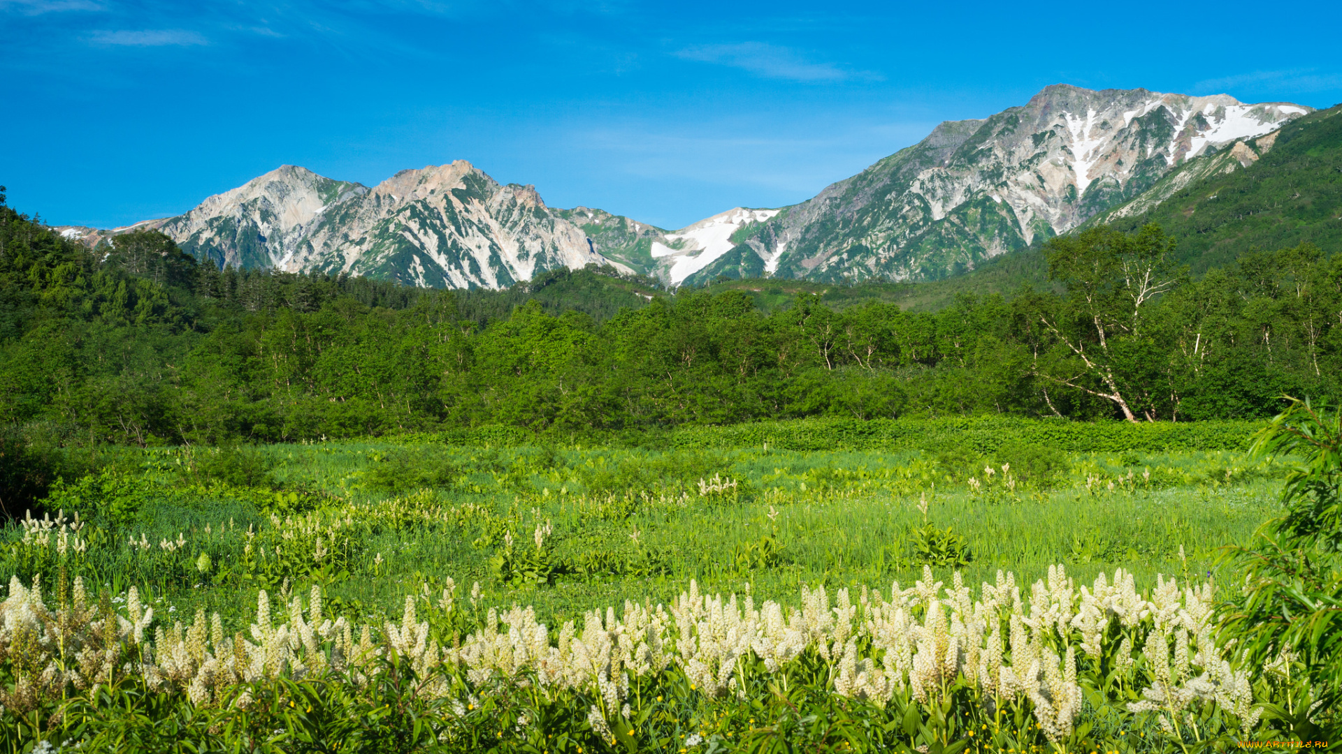 природа, горы, луг