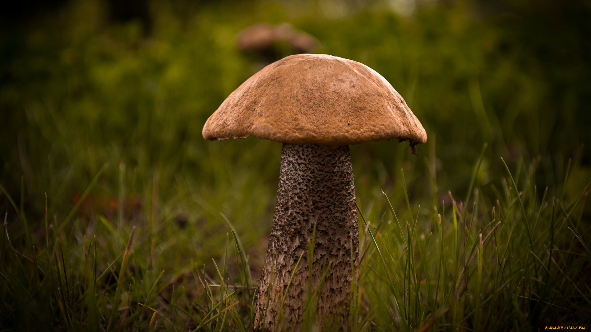 природа, грибы, подберезовик