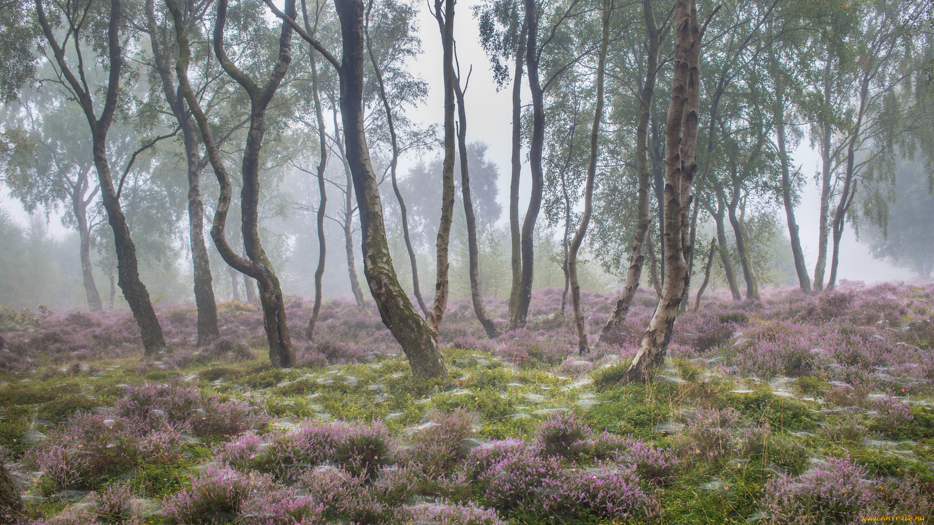 природа, лес, цветы, туман, утро