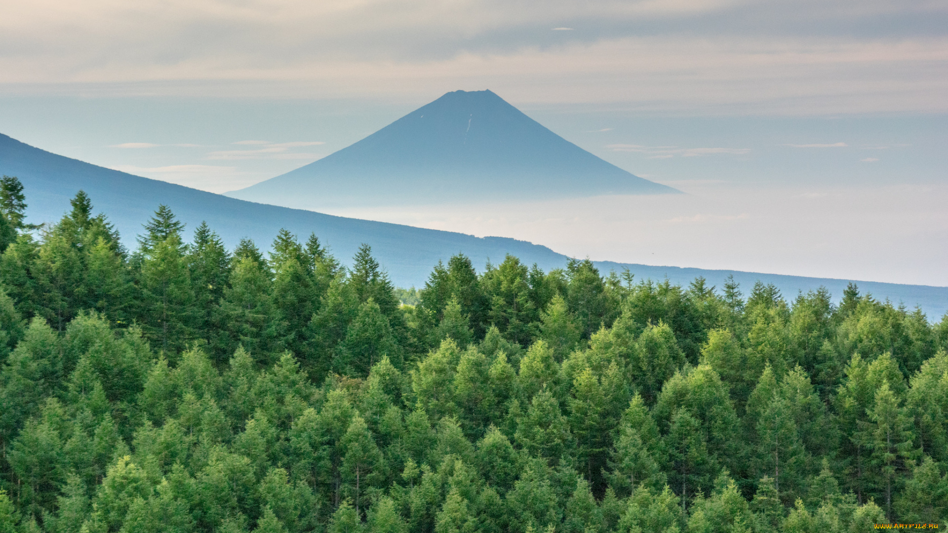 природа, лес, гора, утро, ели, туман