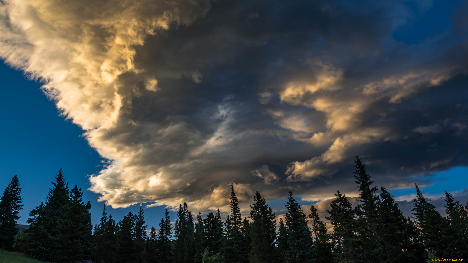 природа, лес, облака