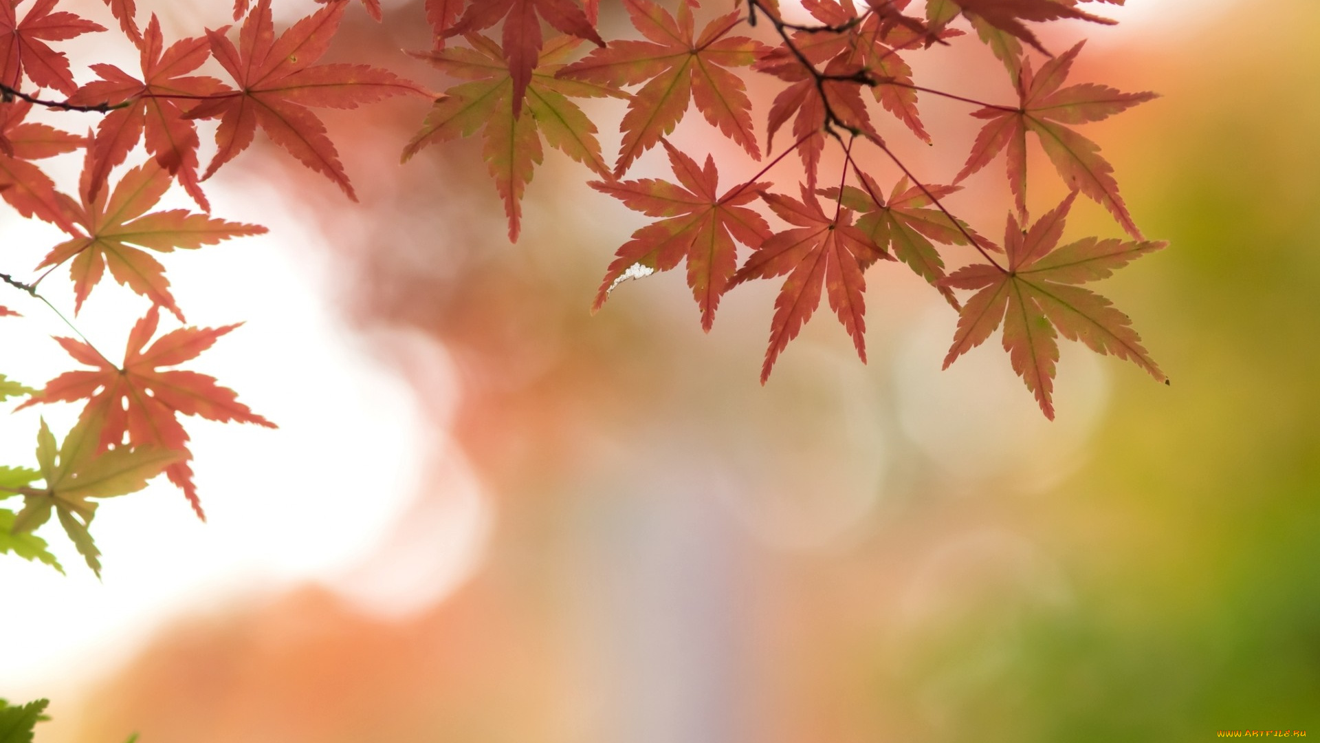 природа, листья, осень, ветки, клен, багряный