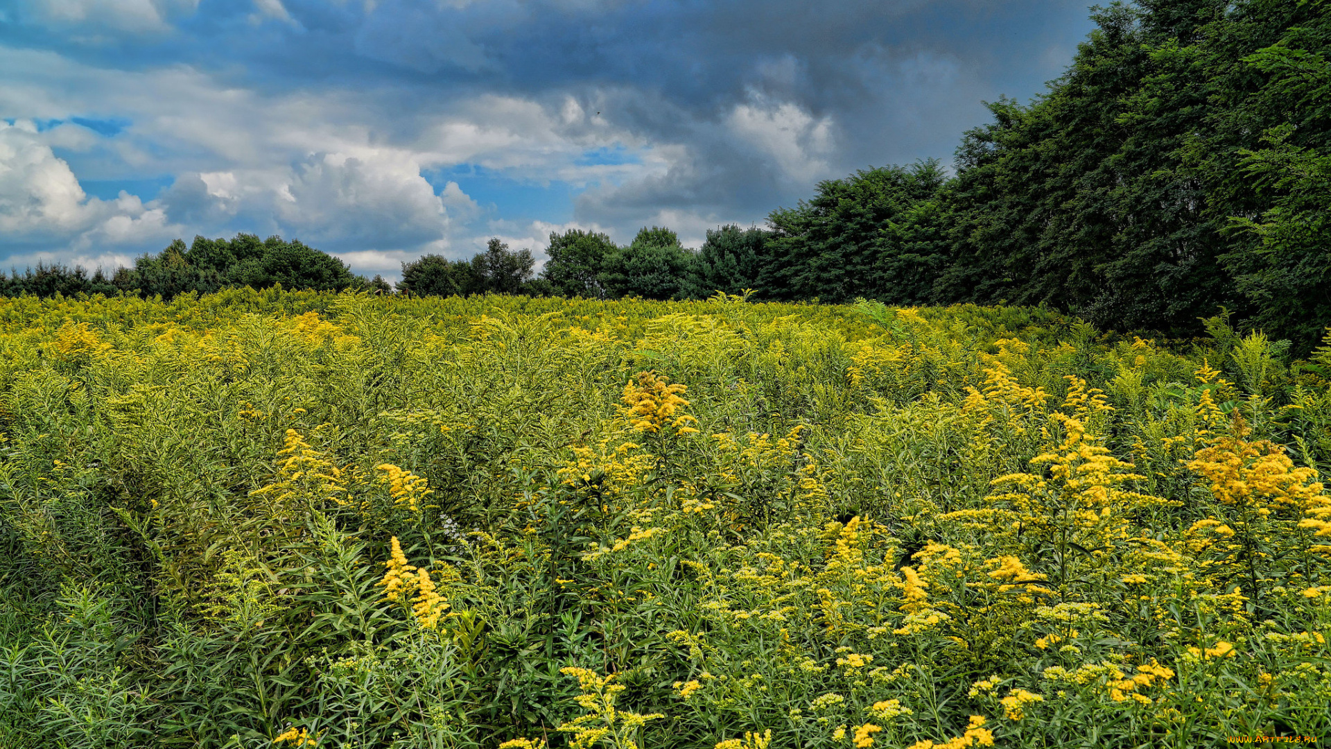 природа, луга, поле, лес, цветы, трава