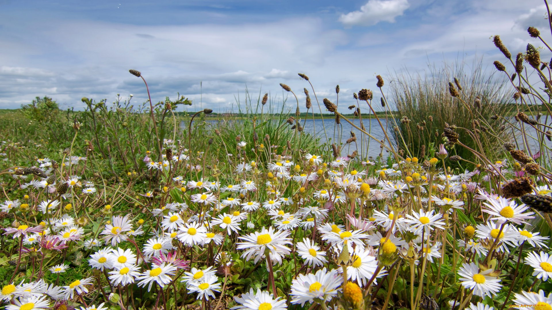 природа, луга, река, цветы