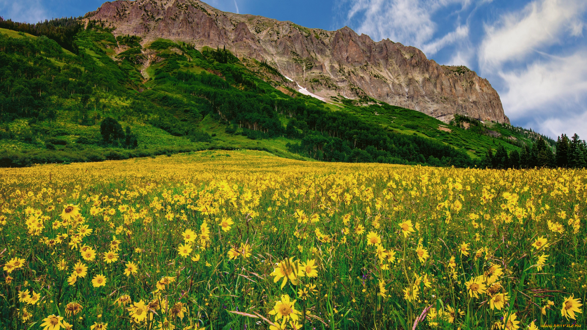 природа, луга, трава, цветы