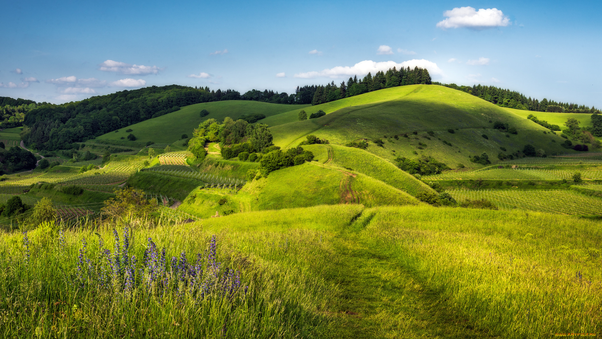 природа, луга, зелень, холмы