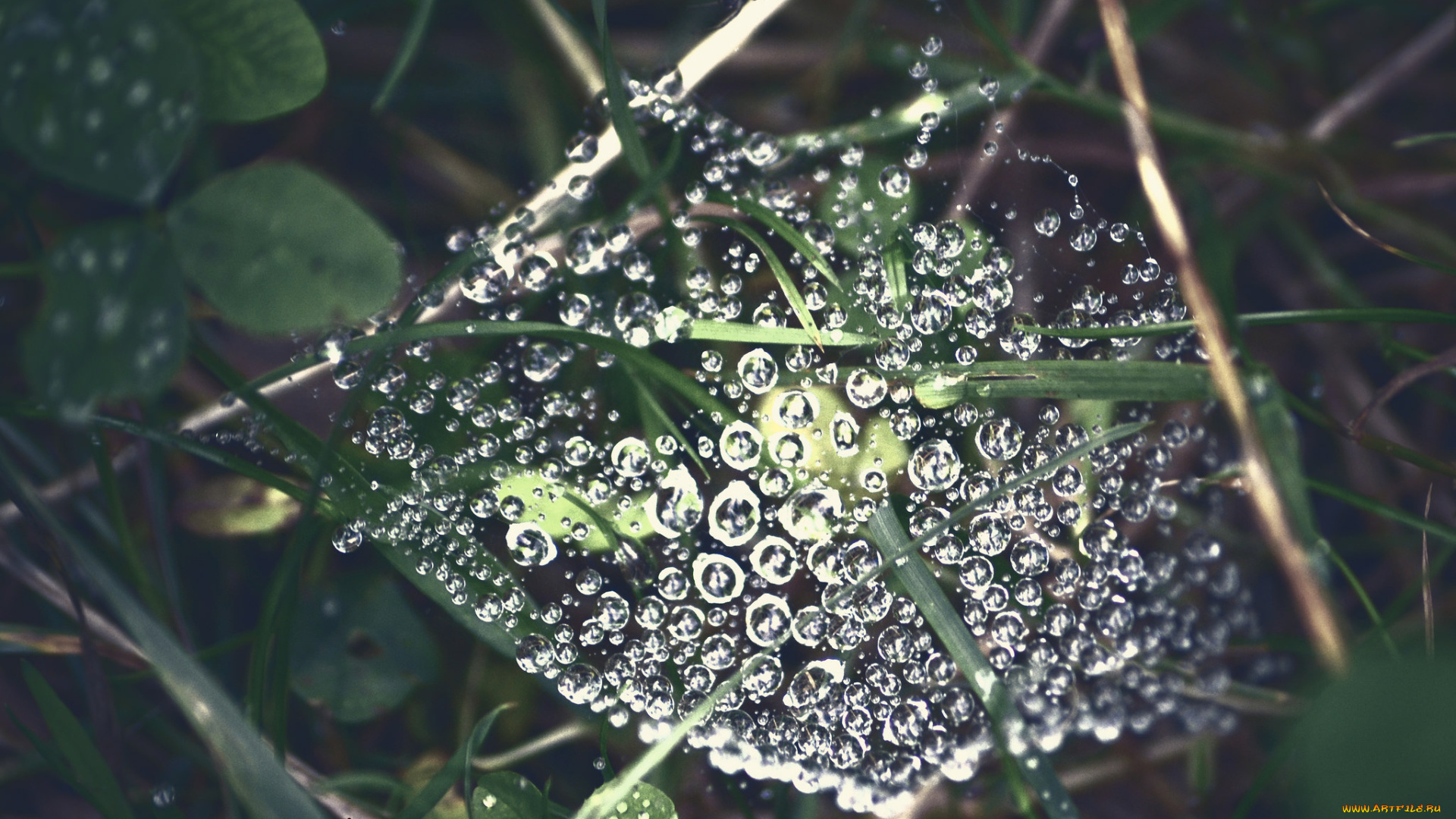 природа, макро, роса, капли, паутина