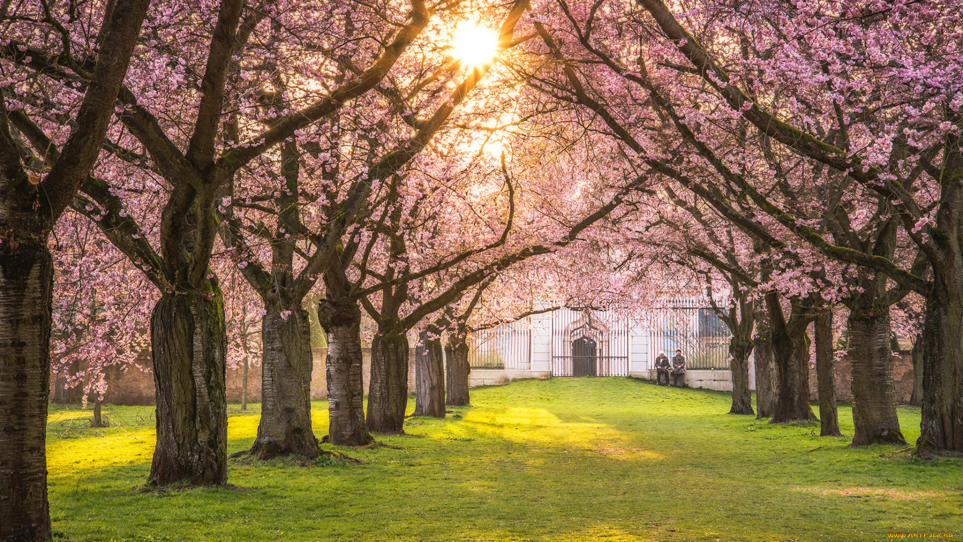 природа, парк, люди, весна, сакура, цветение, деревья
