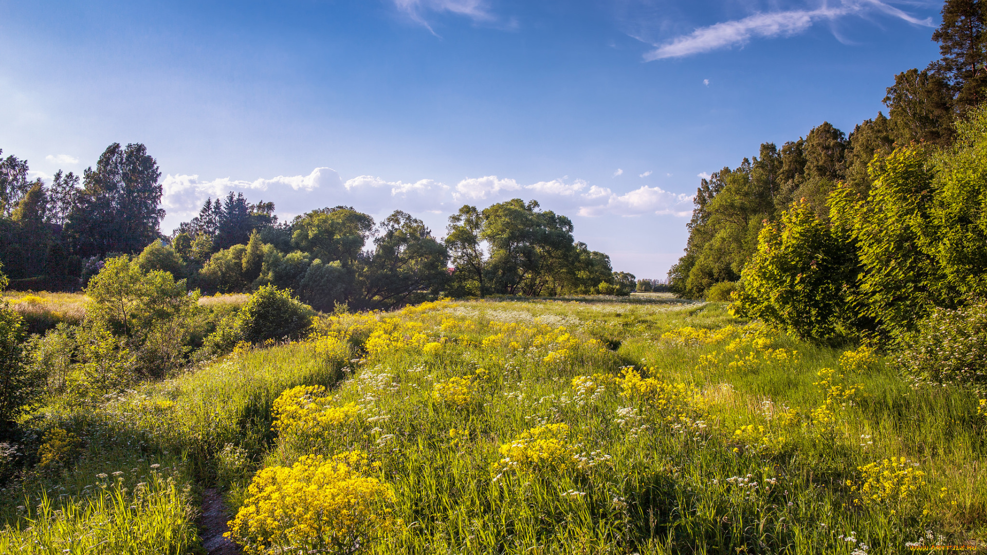 природа, пейзажи, поле, трава, лес