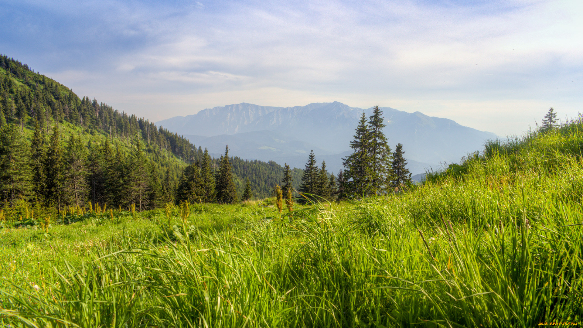 природа, пейзажи, поле, трава, лес