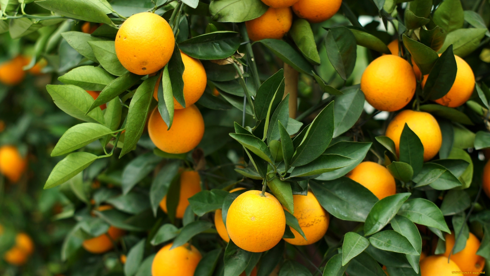 природа, плоды, дерево, апельсин, листья, фрукты, цитрус