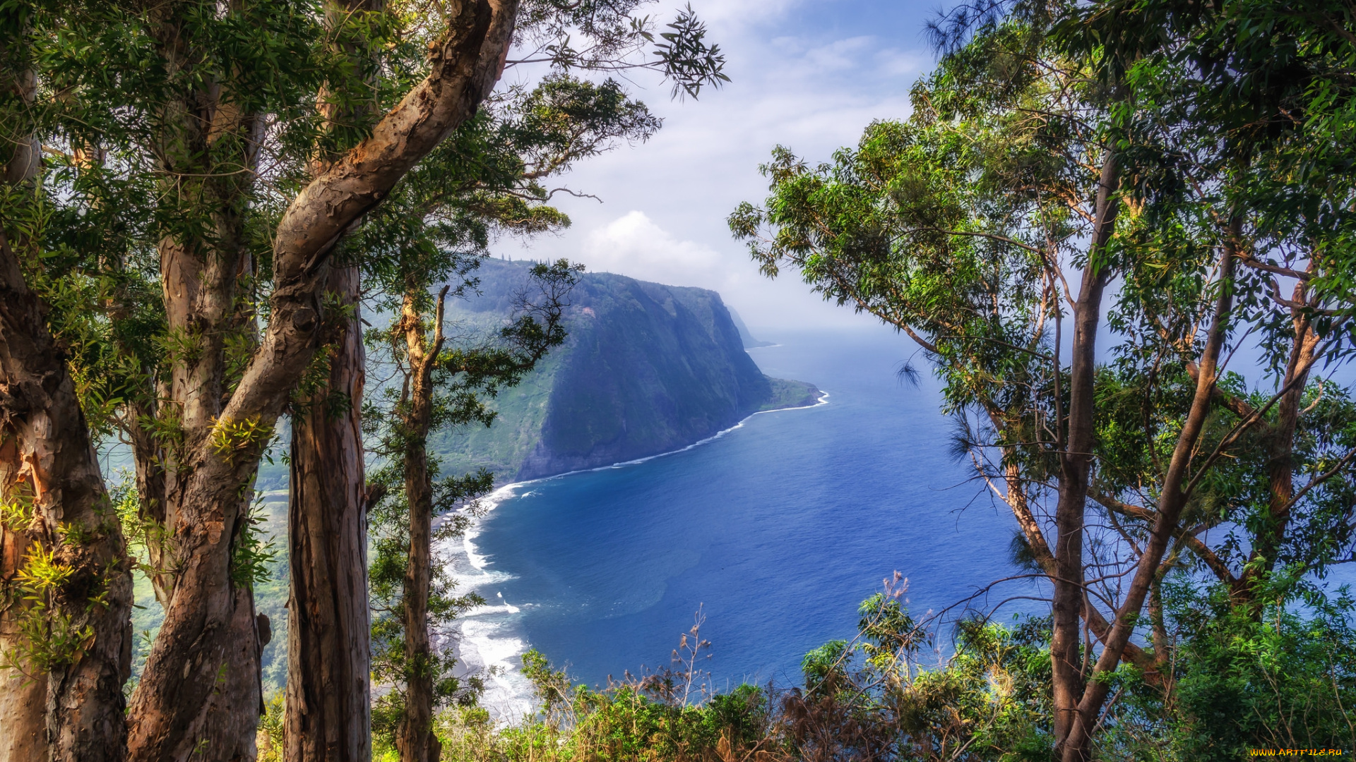 природа, побережье, океан, скалы, сосны