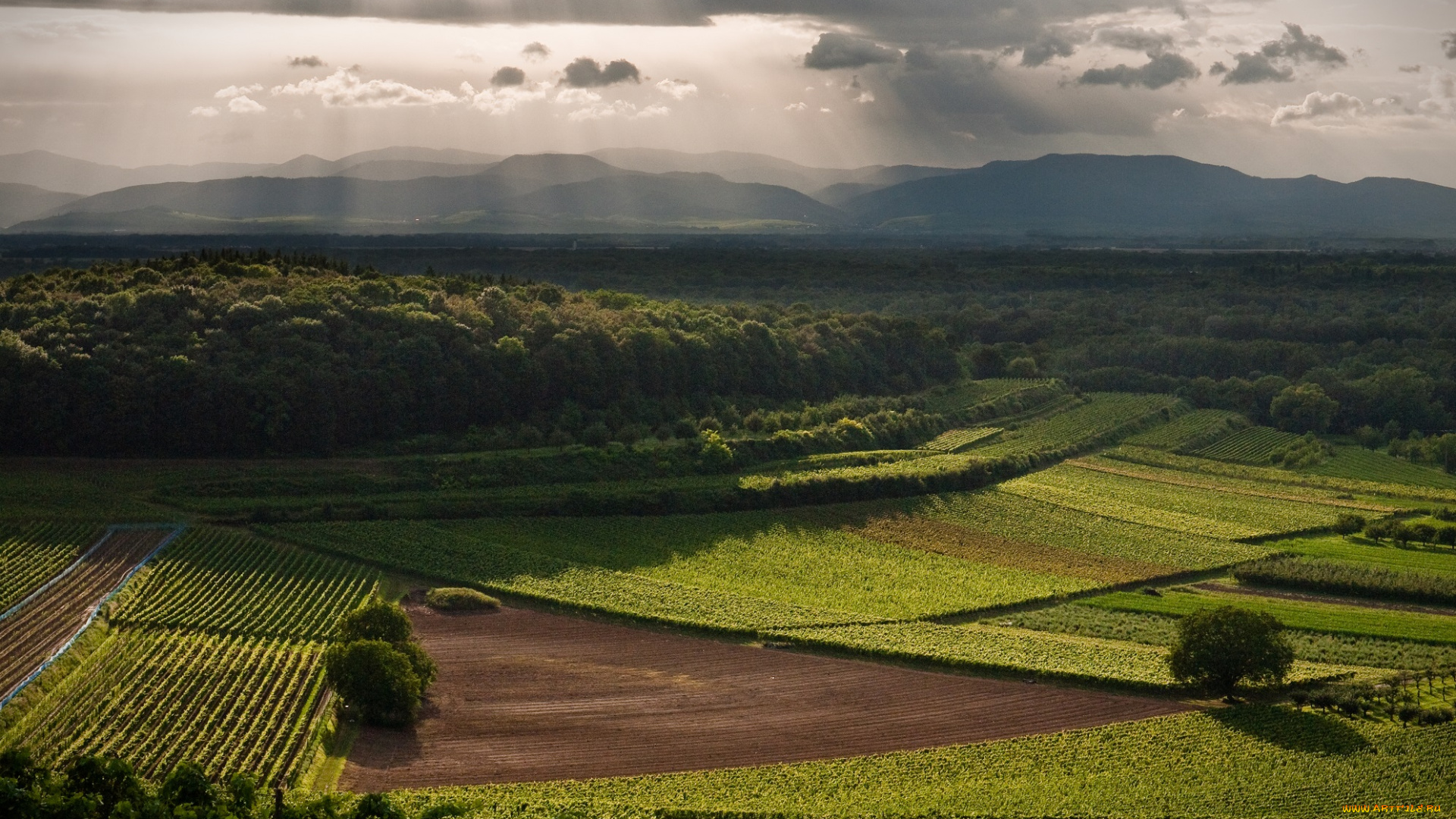 природа, поля, пейзаж, деревья