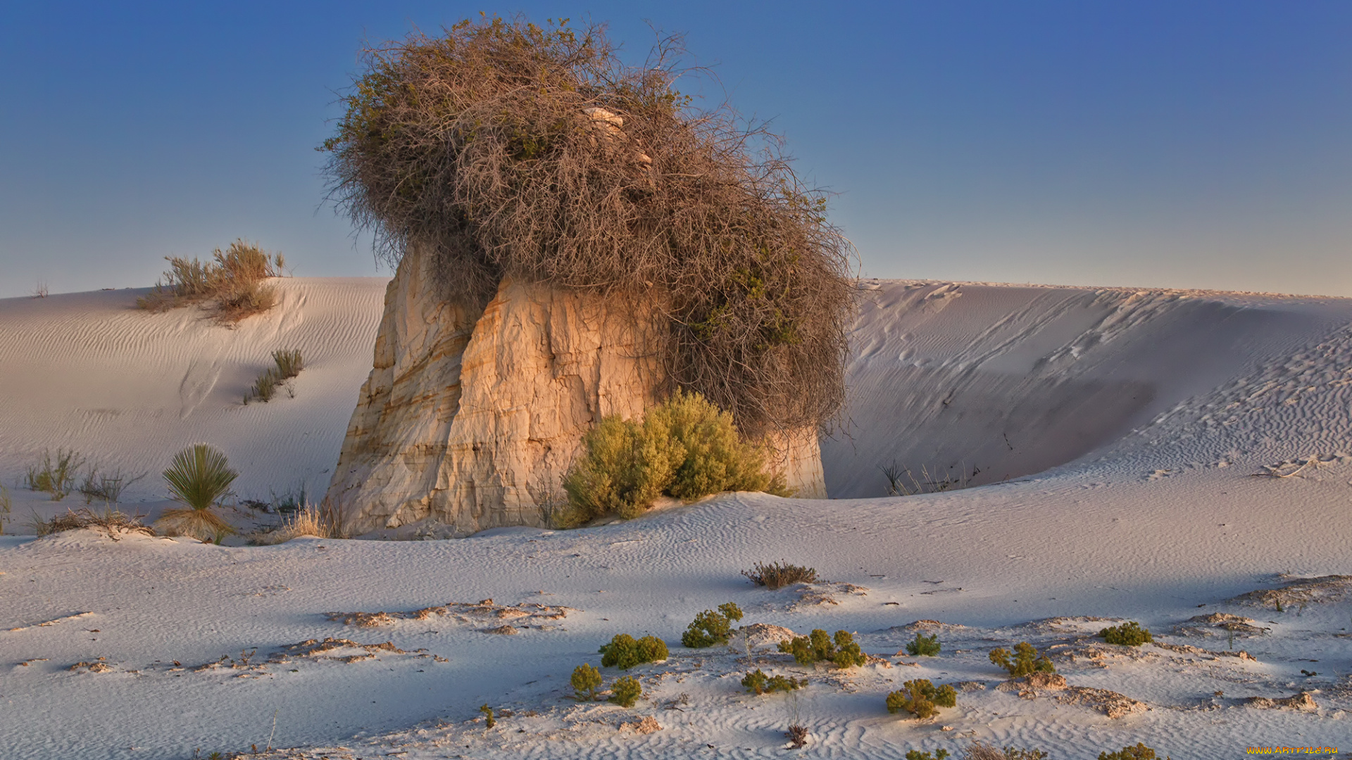 природа, пустыни, растительность, камень, пески