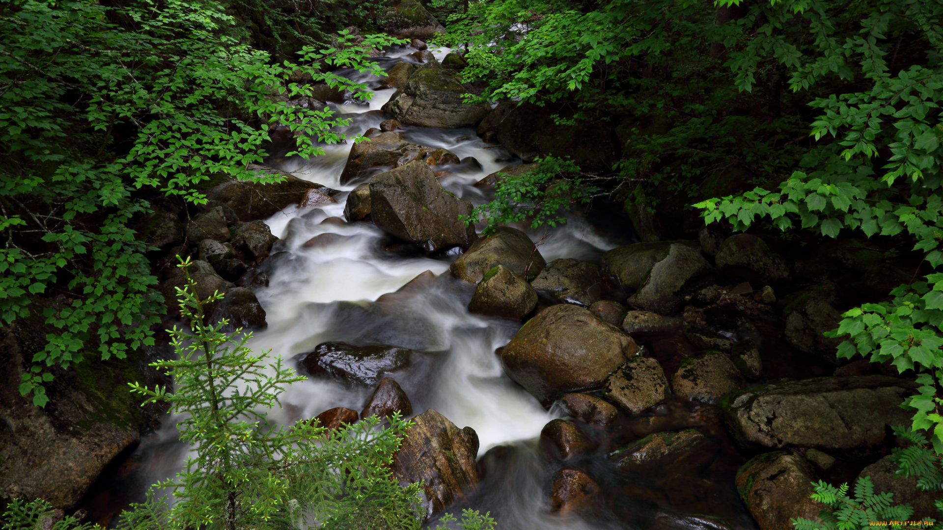 природа, реки, озера, лес, река