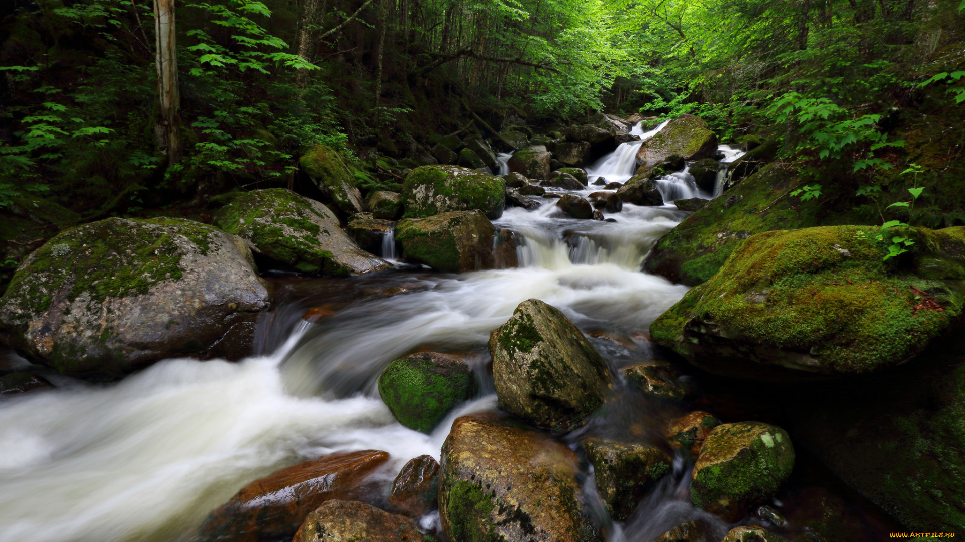 природа, реки, озера, лес, река