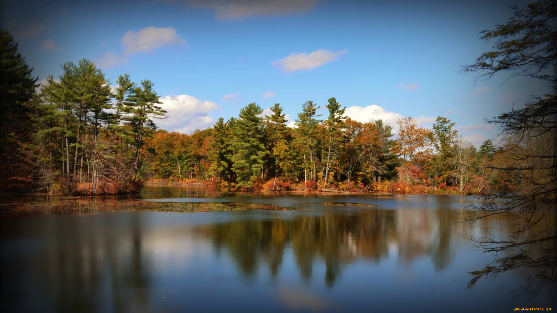 природа, реки, озера, лес, река