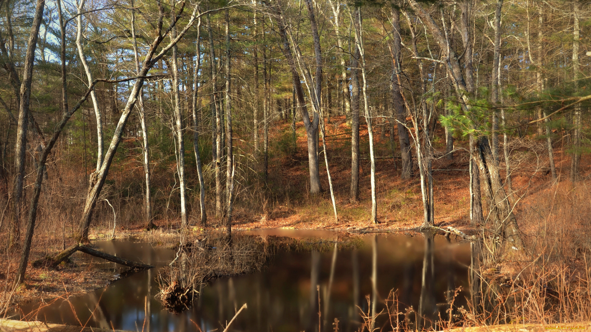 природа, реки, озера, лес, река