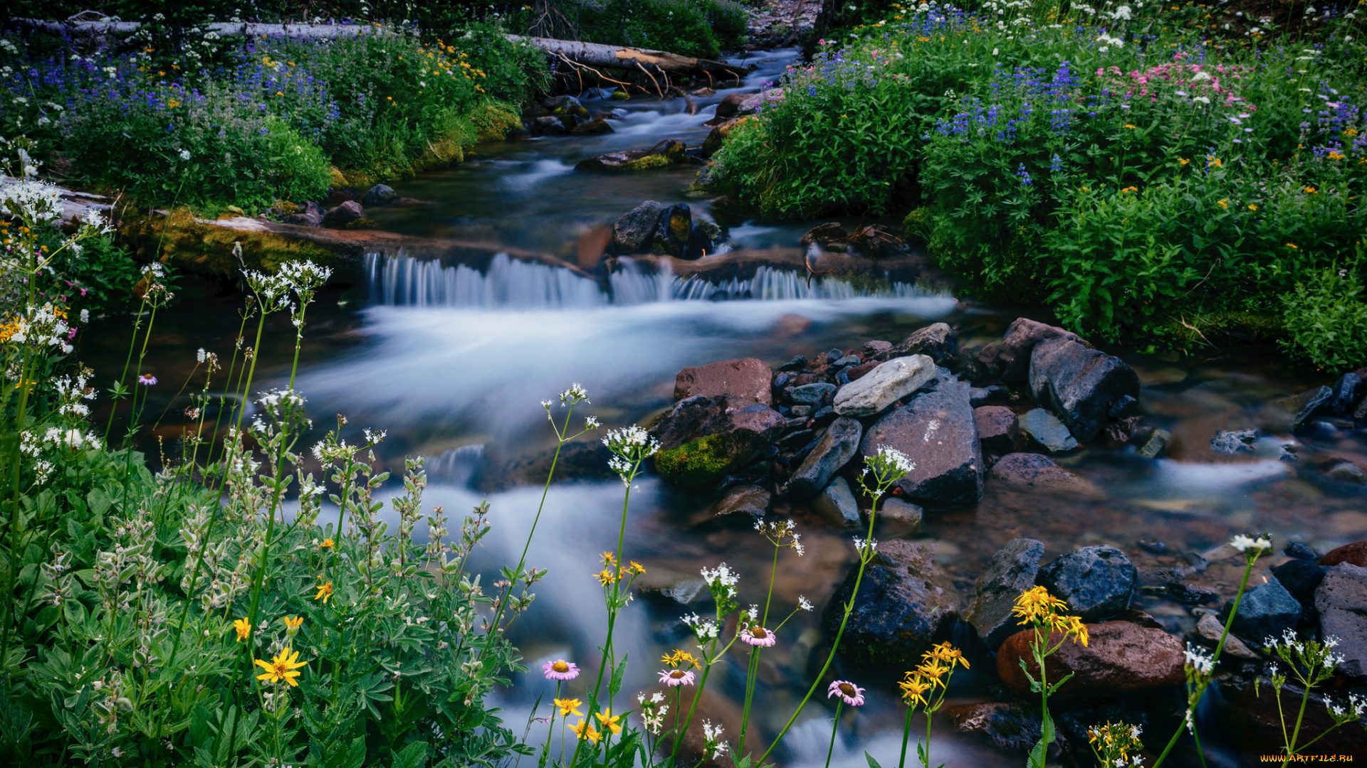 природа, реки, озера, национальный, парк, маунт-рейнир, washington, melody, creek, mount, rainier, national, park, камни, цветы, ручей, вашингтон