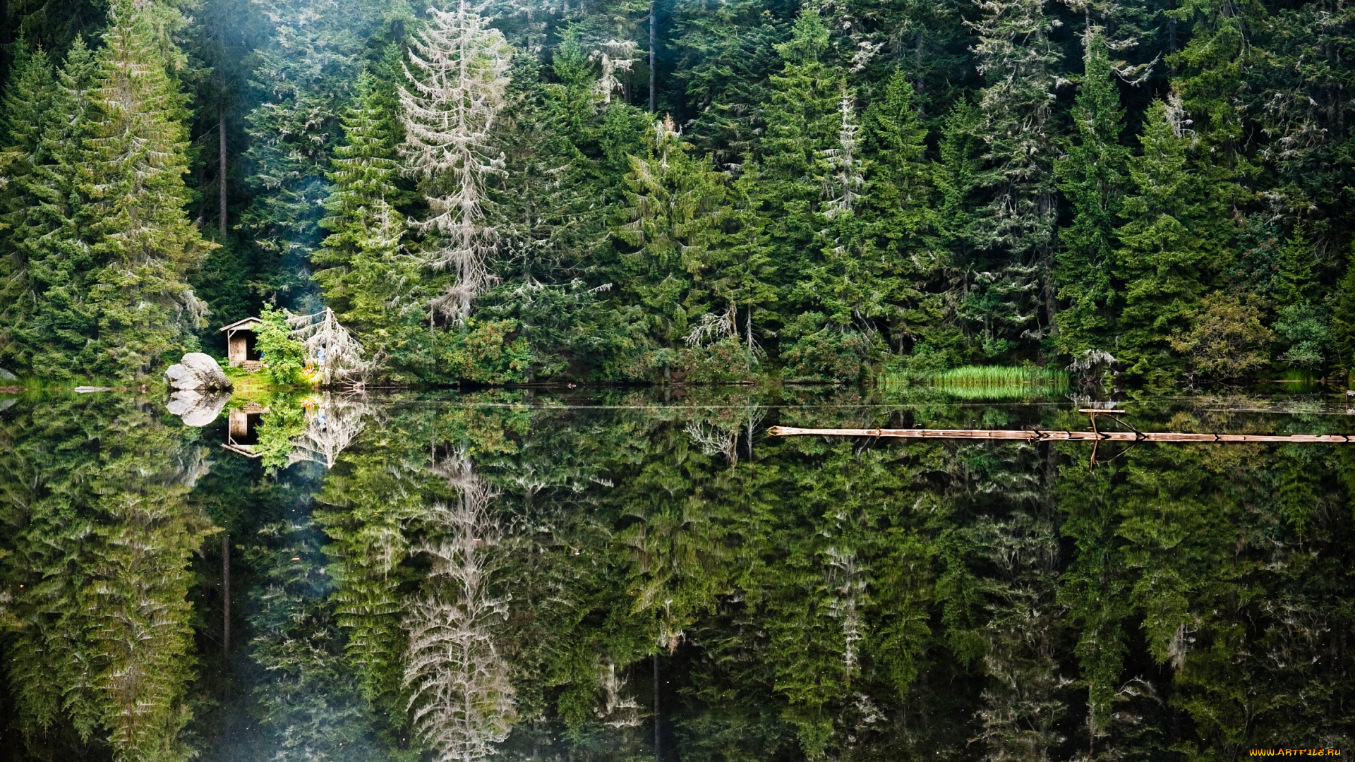 природа, реки, озера, озеро, лес, отражение