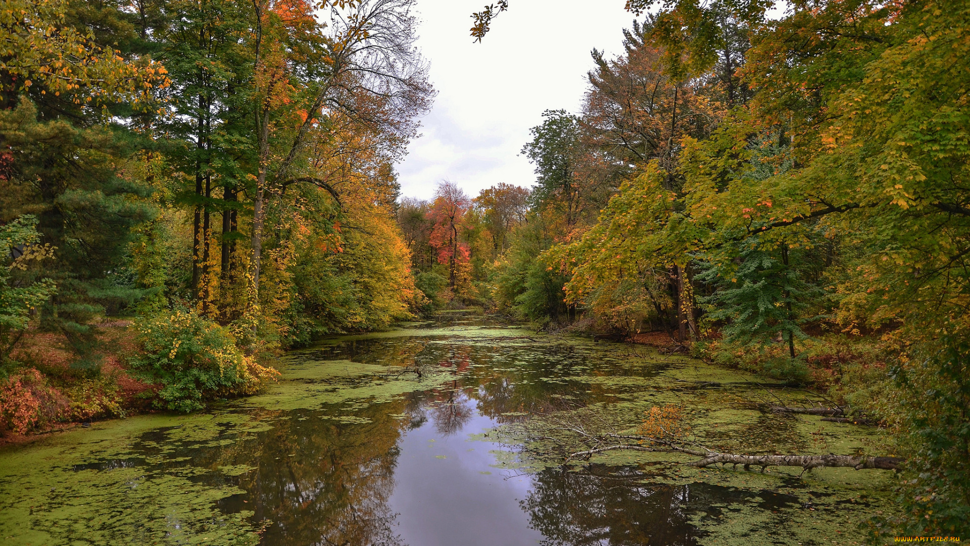природа, реки, озера, река, лес