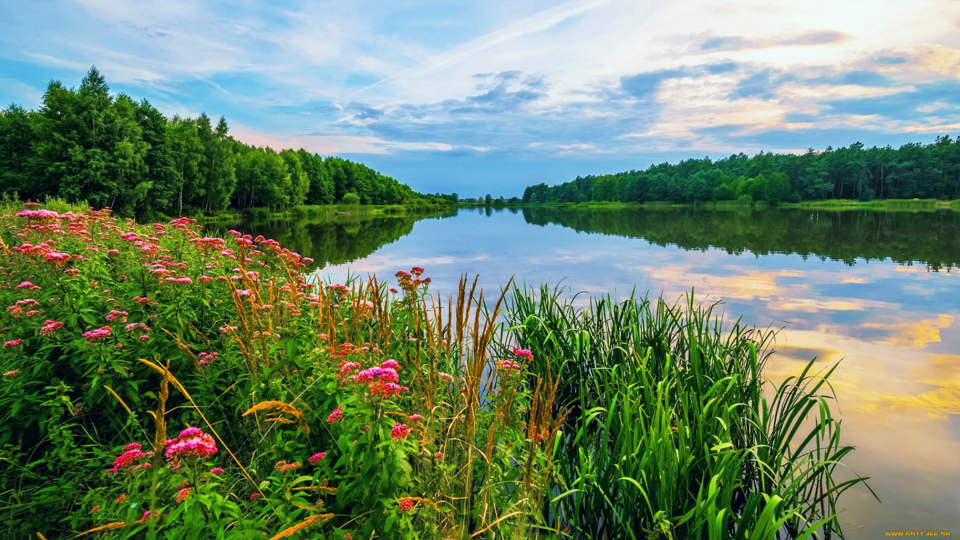 природа, реки, озера, река, лес