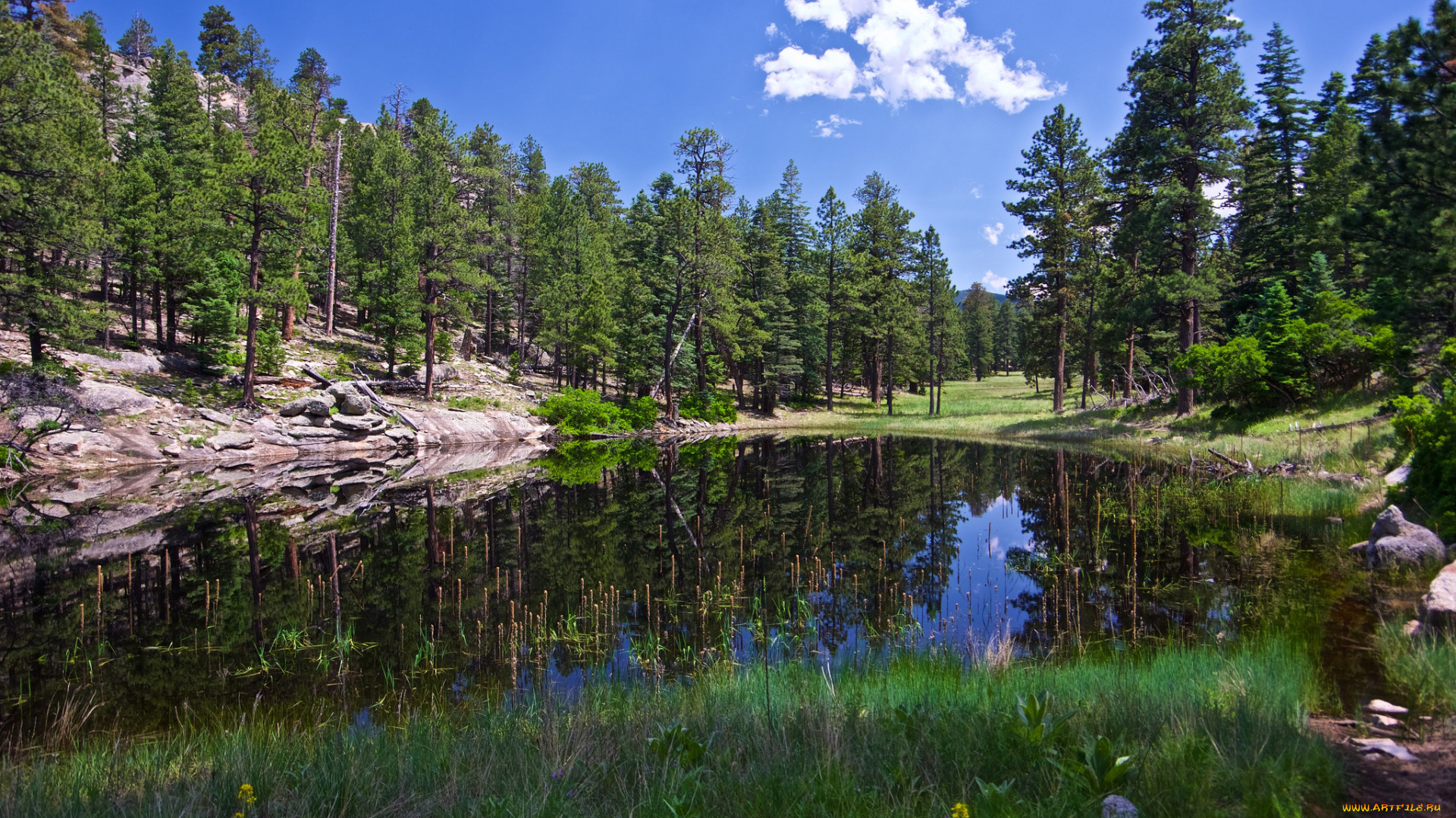 природа, реки, озера, река, лес