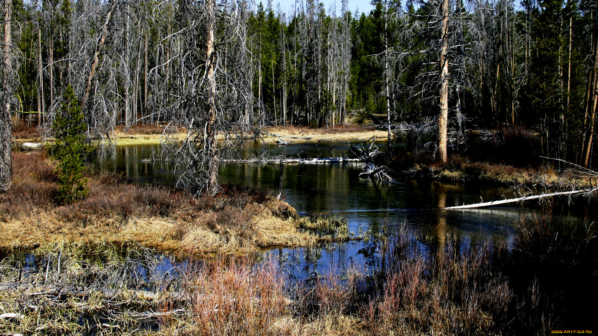 природа, реки, озера, река, лес