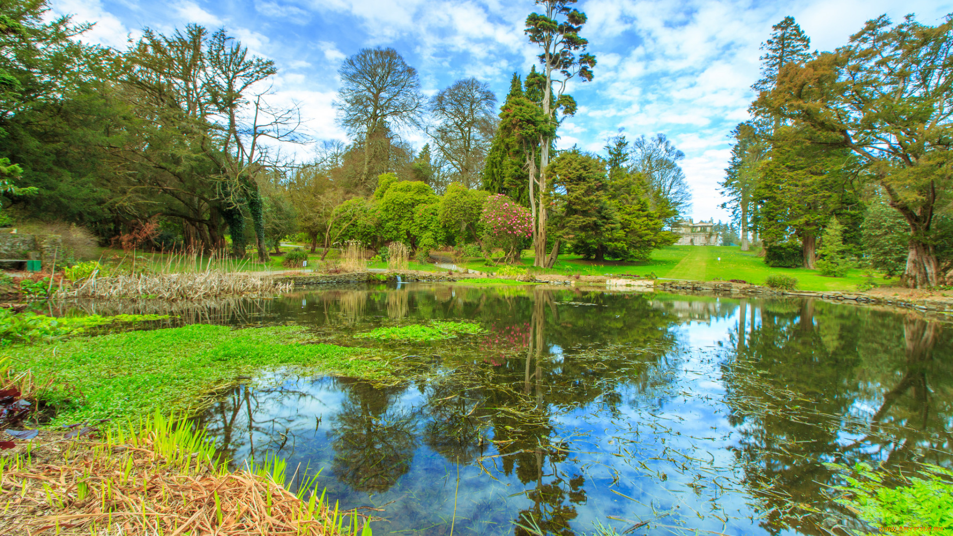 природа, реки, озера, река, лес