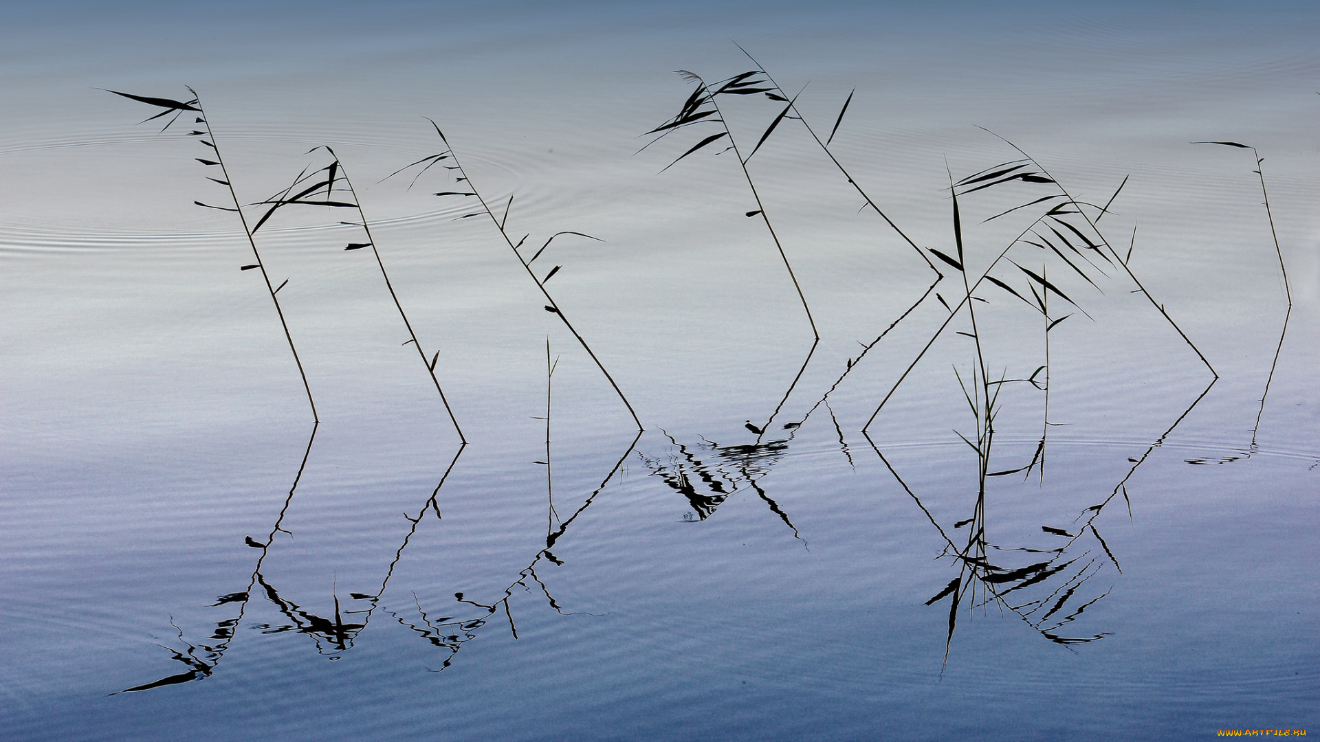 природа, вода, озеро, макро, трава