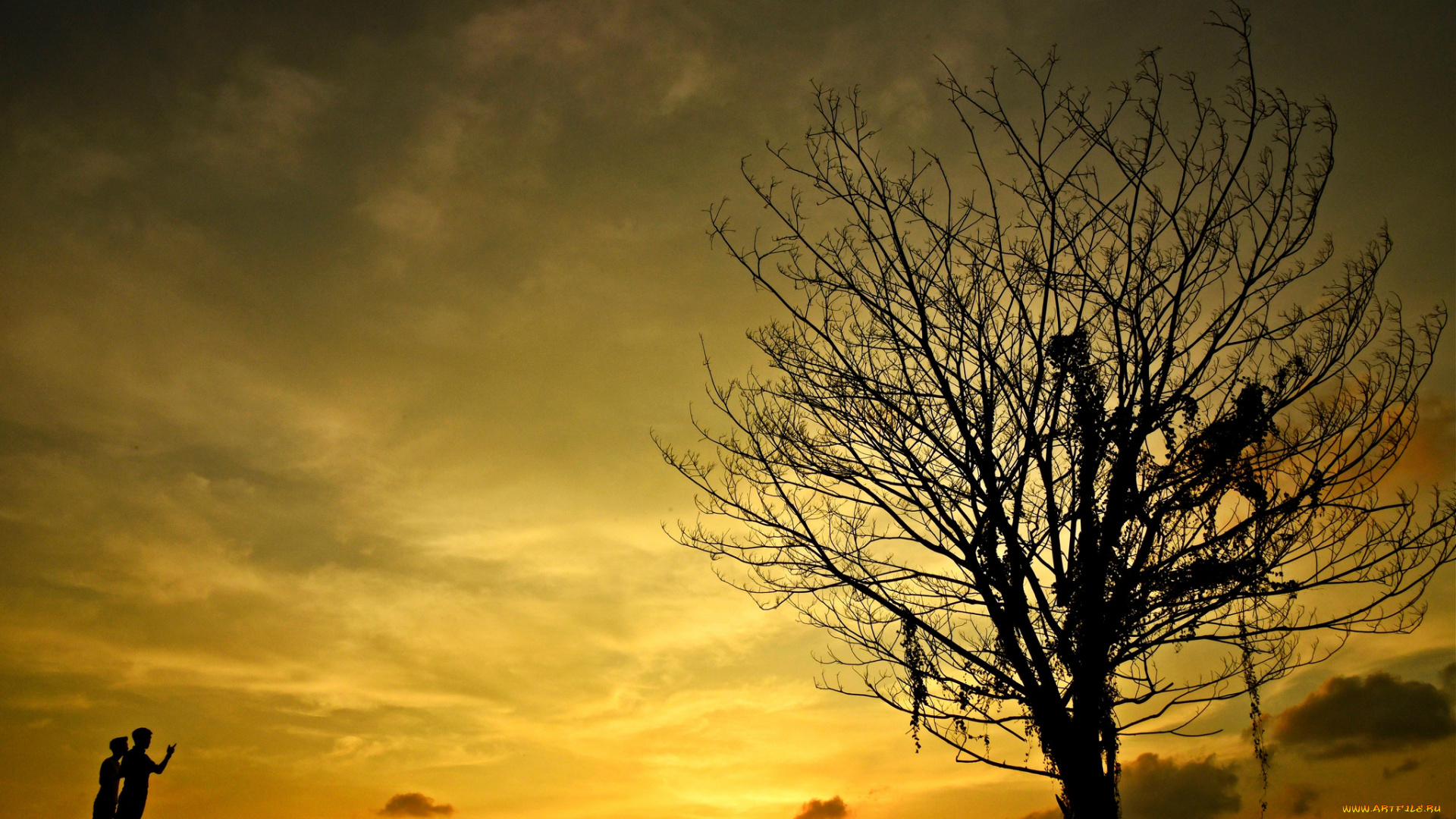 природа, восходы, закаты, закат, дерево, облака