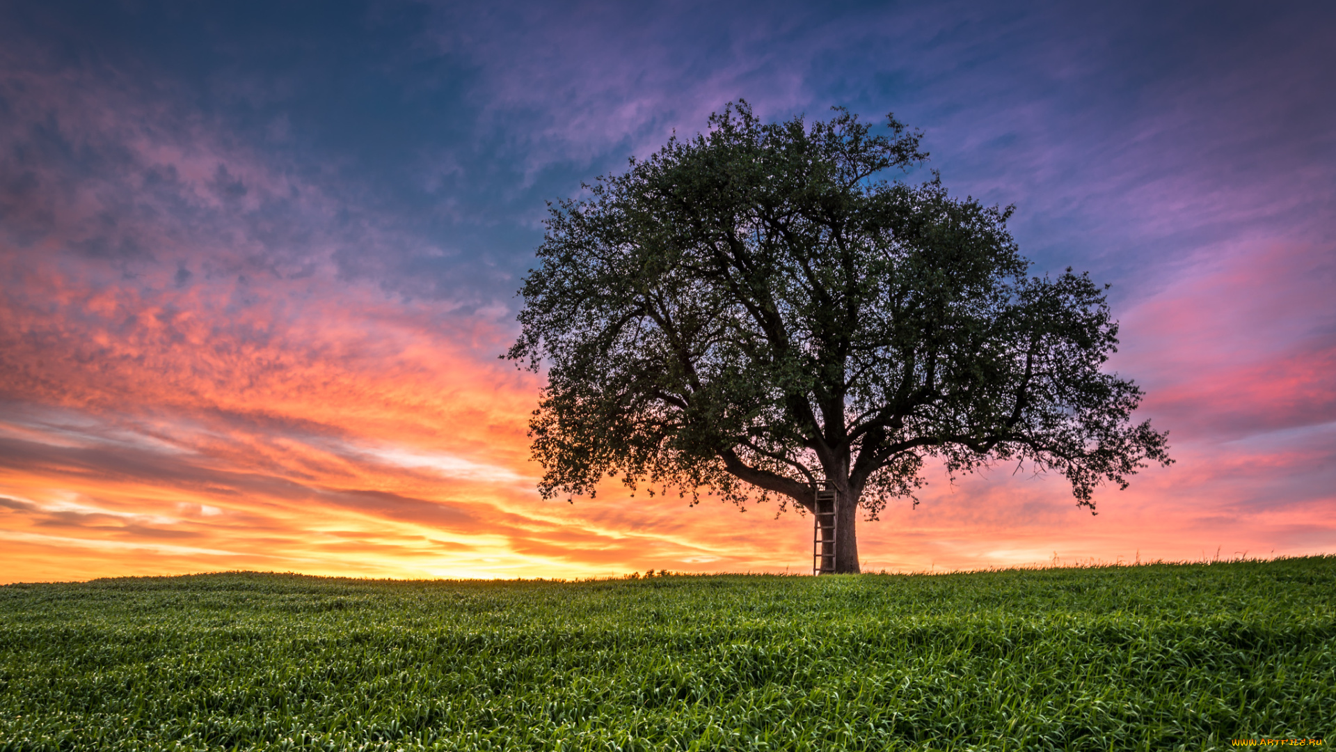 природа, восходы, закаты, закат, поле, дерево