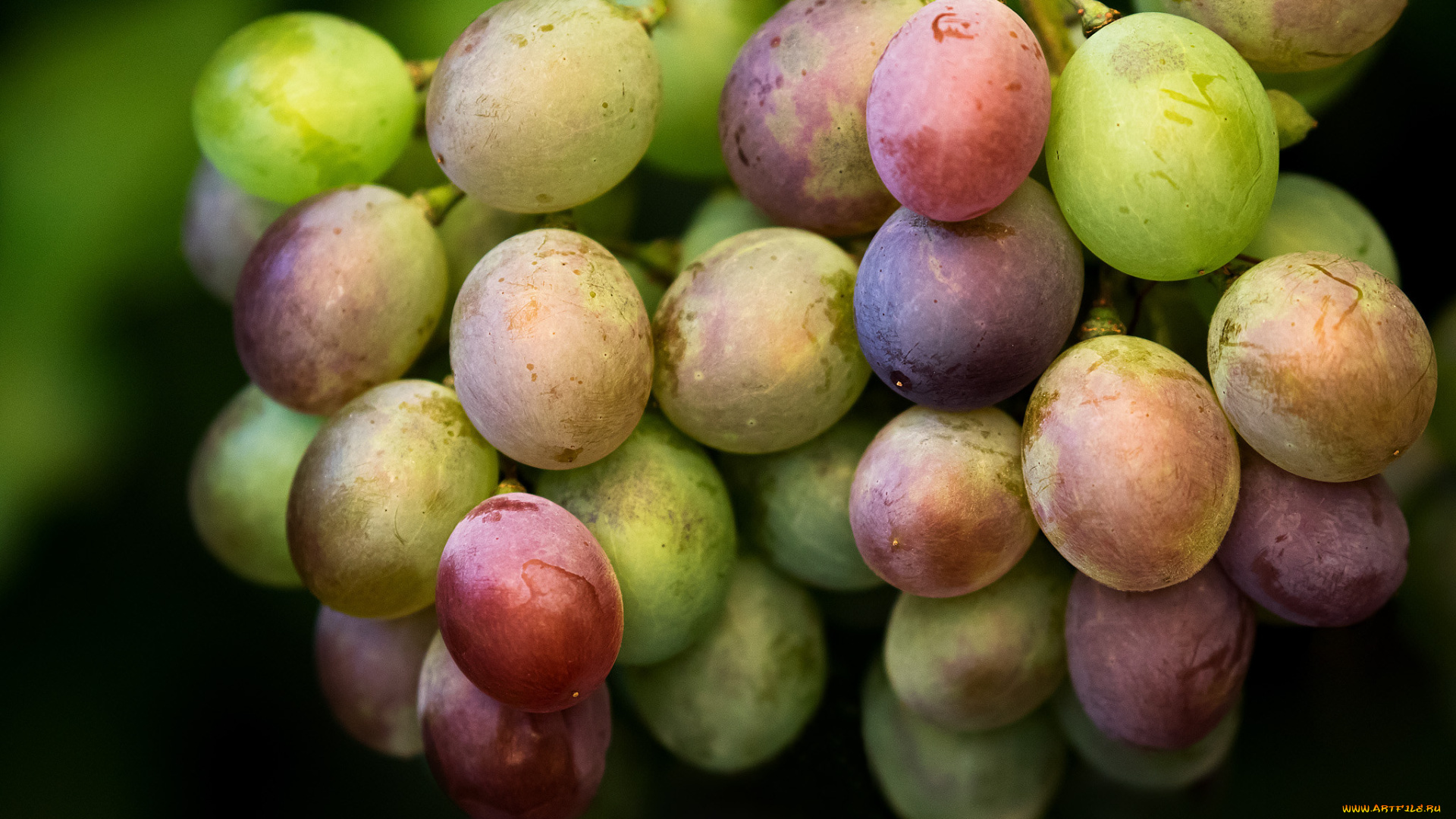 природа, Ягоды, , виноград, виноград