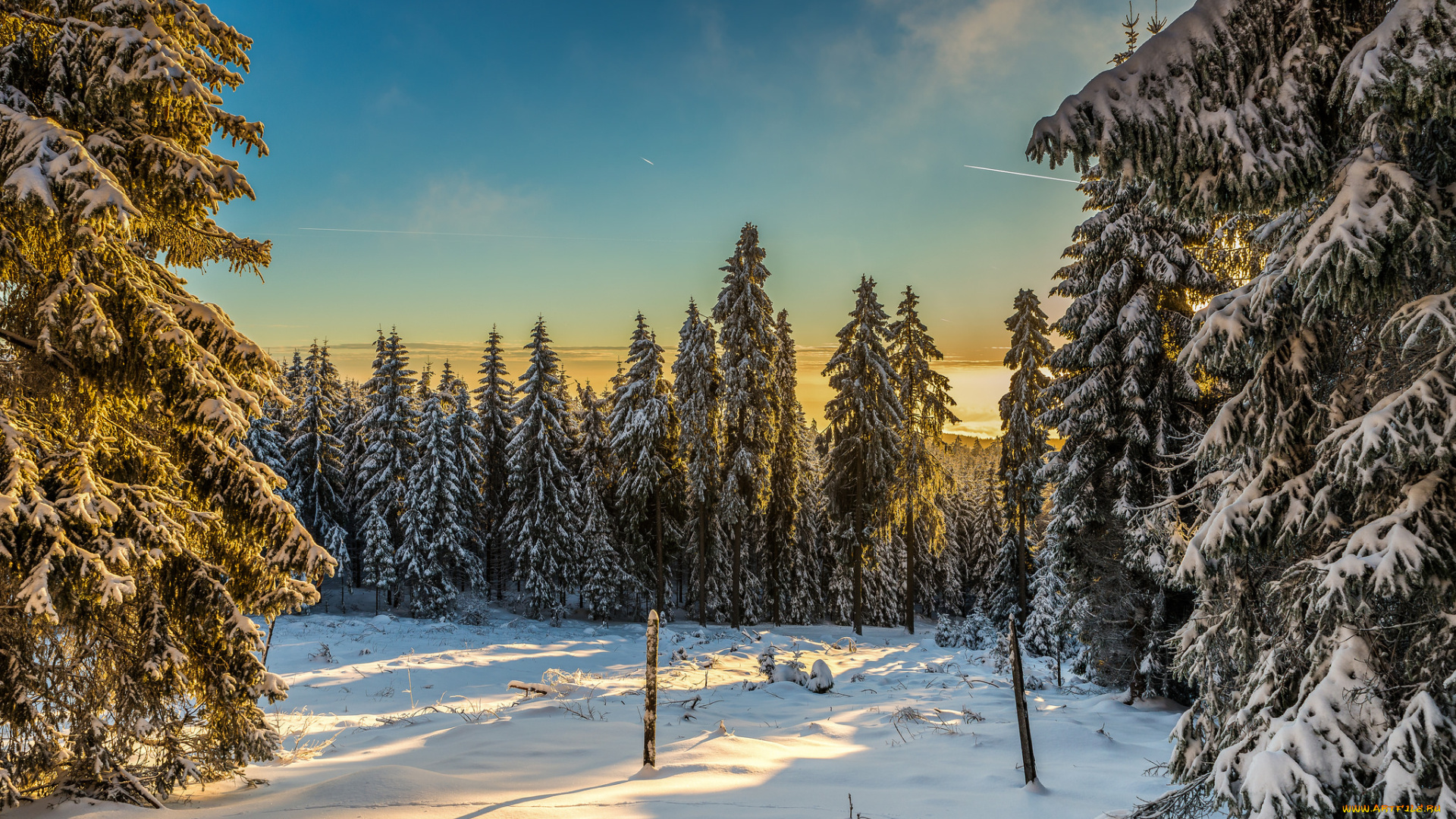 природа, зима, ели, снег