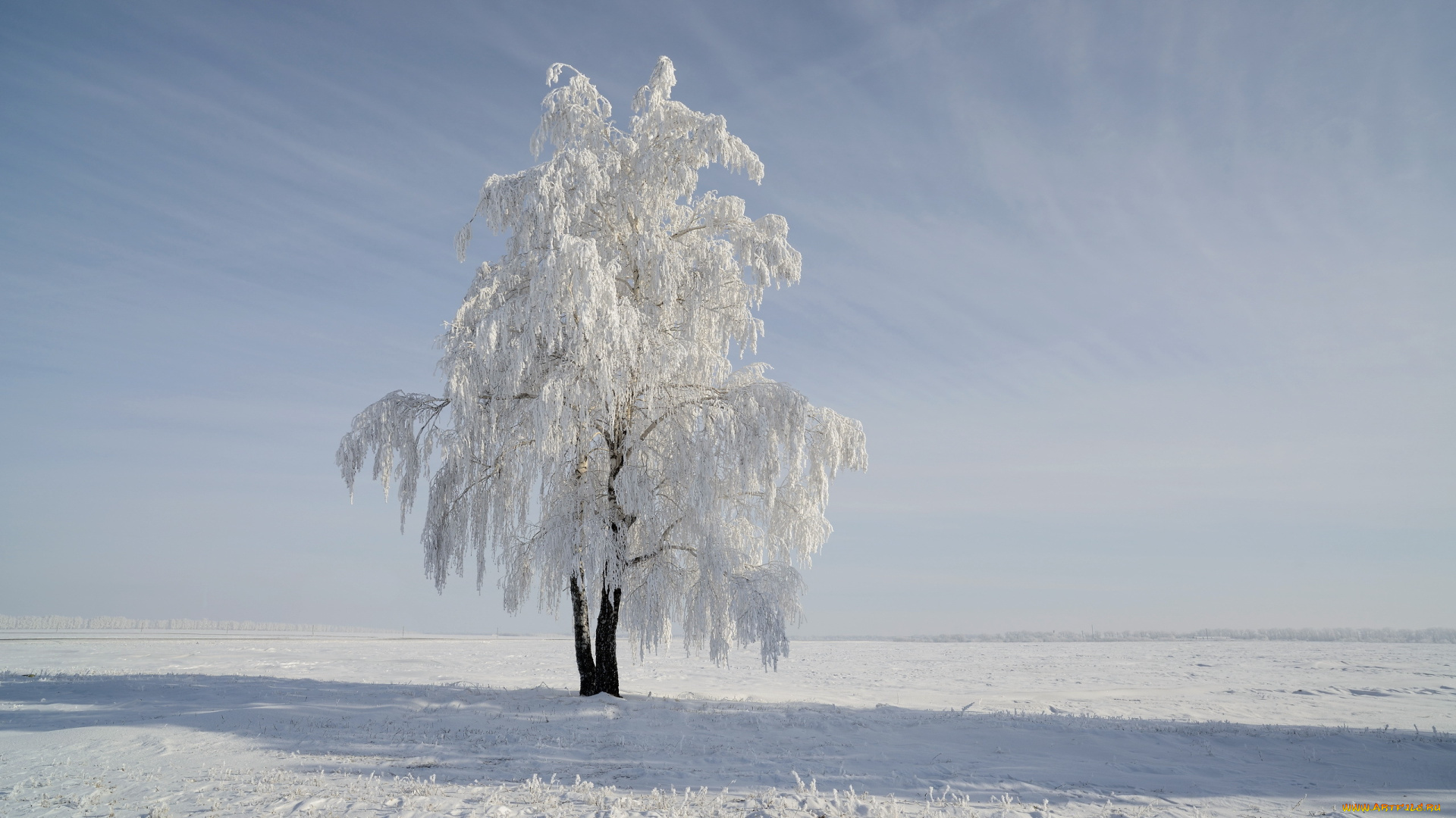 природа, зима, поле, снег, дерево