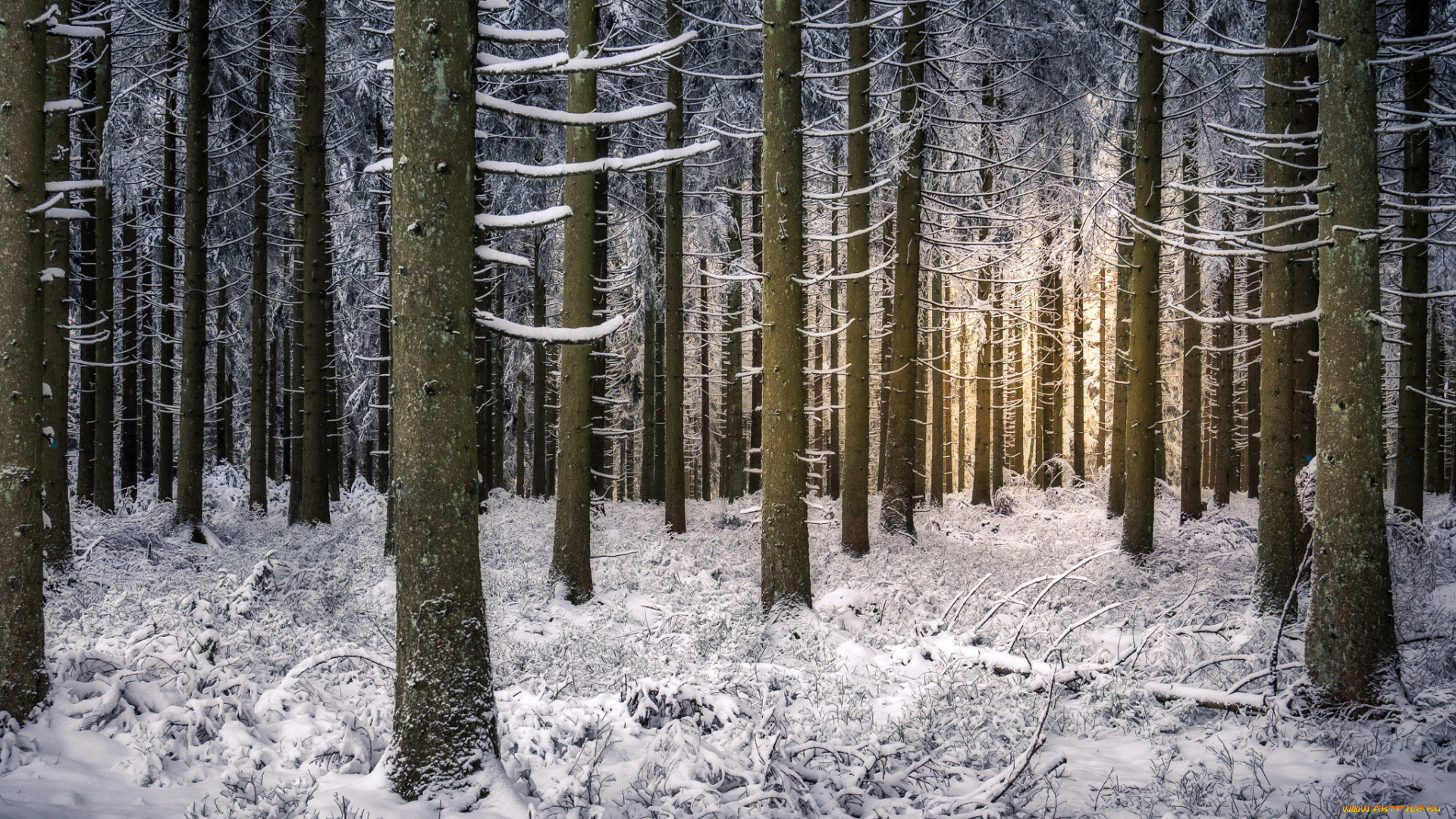 природа, зима, снег, деревья, лес