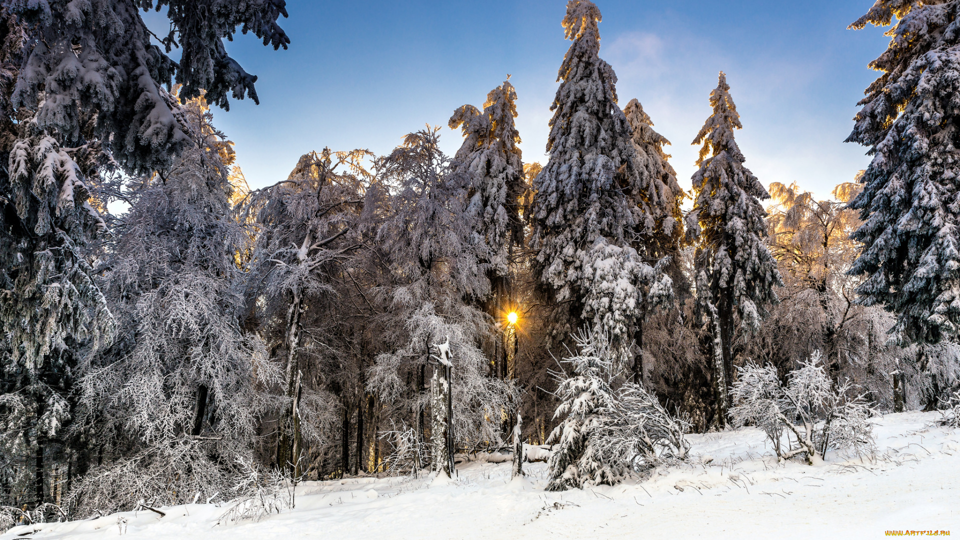 природа, зима, снег, ели