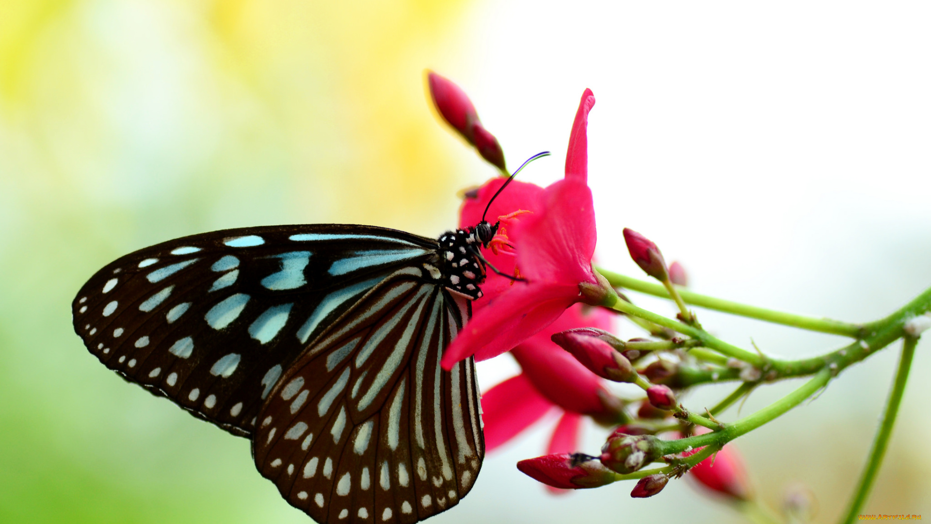 животные, бабочки, , мотыльки, , моли, цветы, бабочка, насекомое, утро, фон, макро