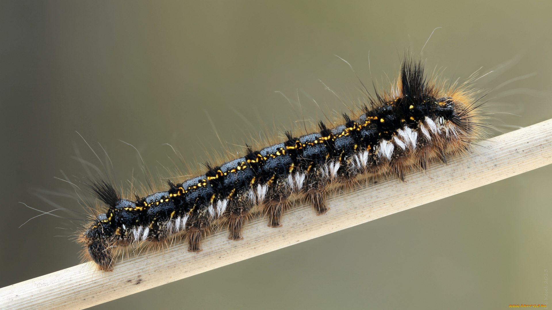 животные, гусеницы, гусеница, фон, макро, травинка