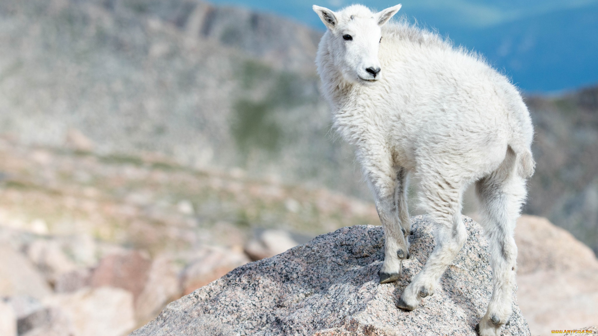 животные, козы, коза