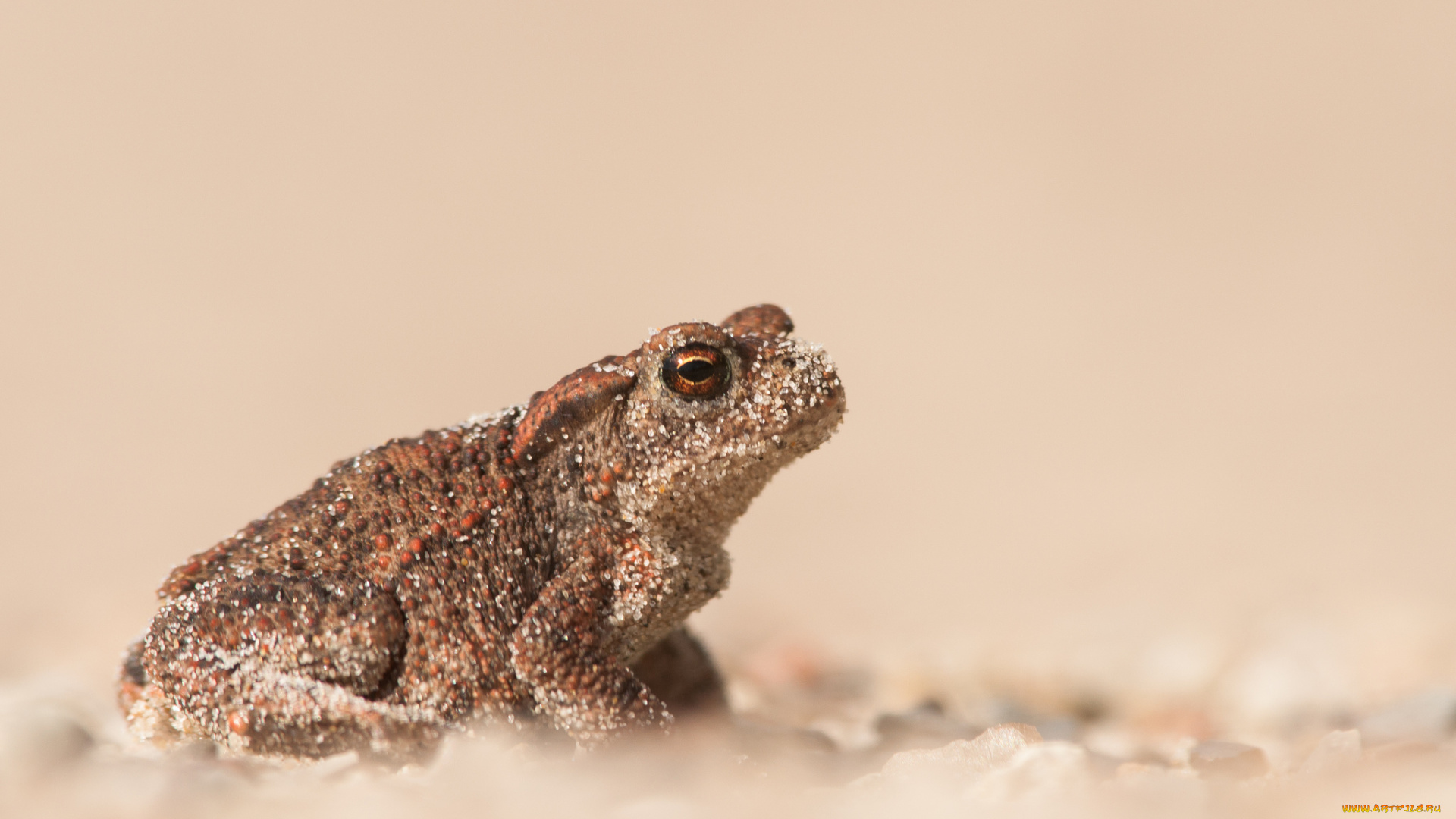 животные, лягушки, лягушка, жаба, песок