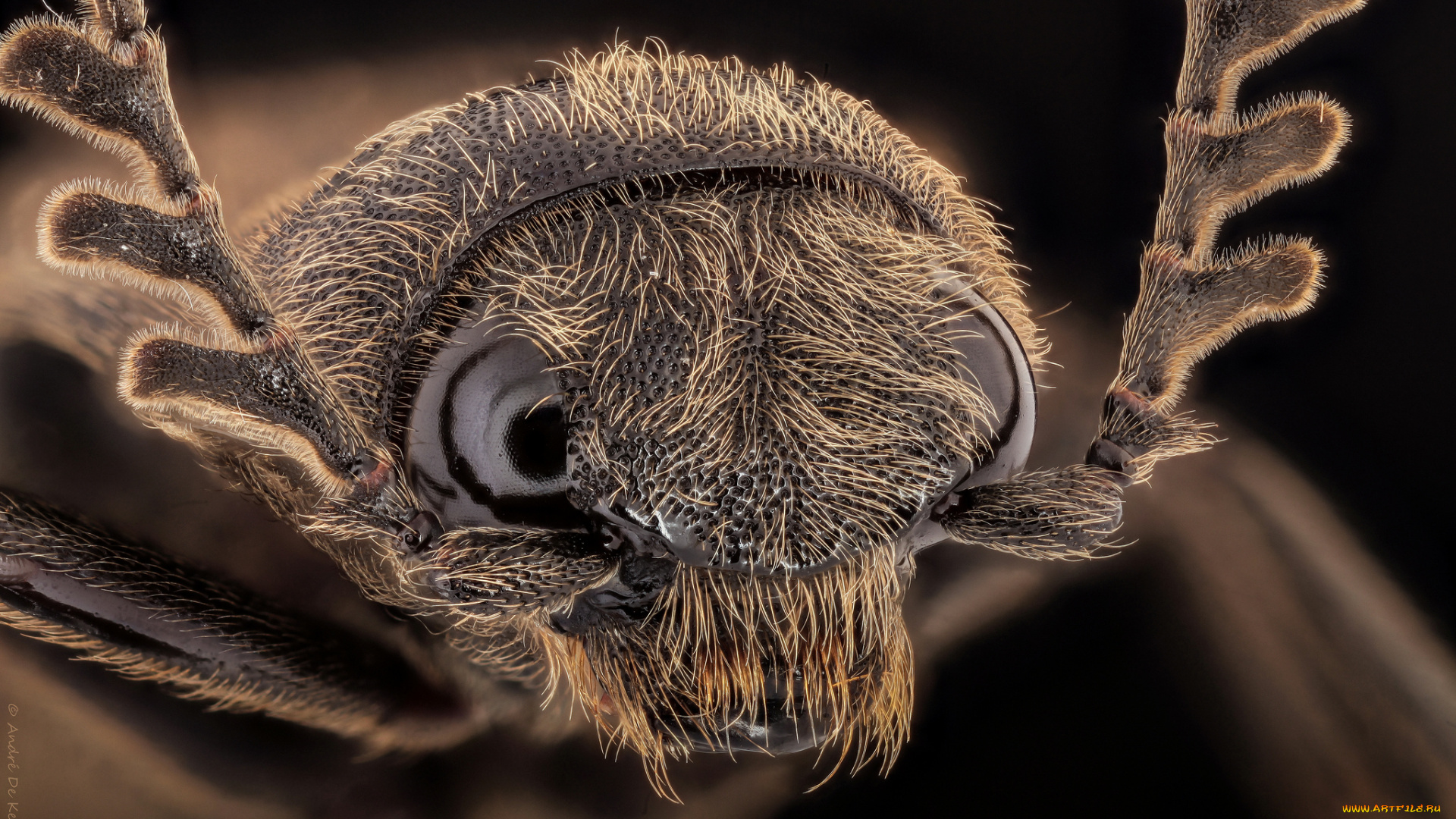 животные, насекомые, макро, портрет, насекомое, жук