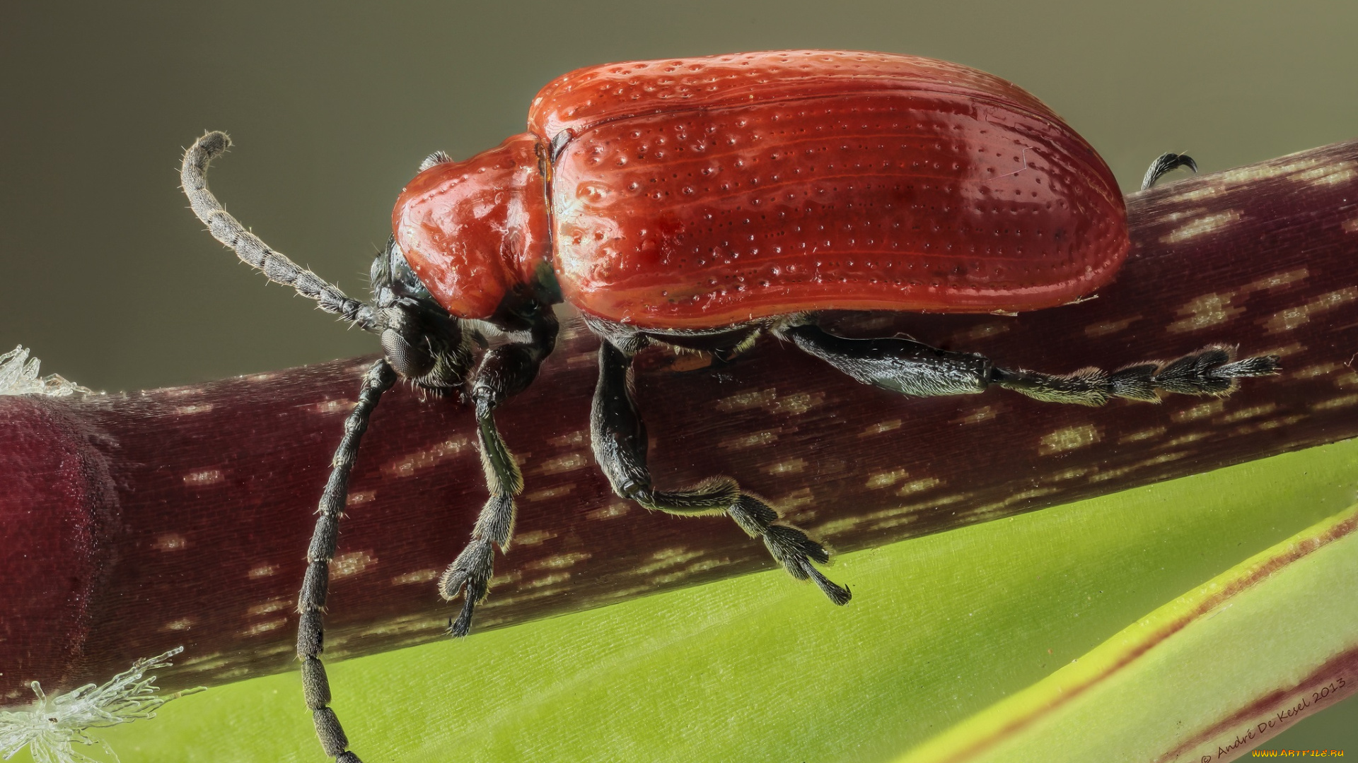 животные, насекомые, жук, макро, фон