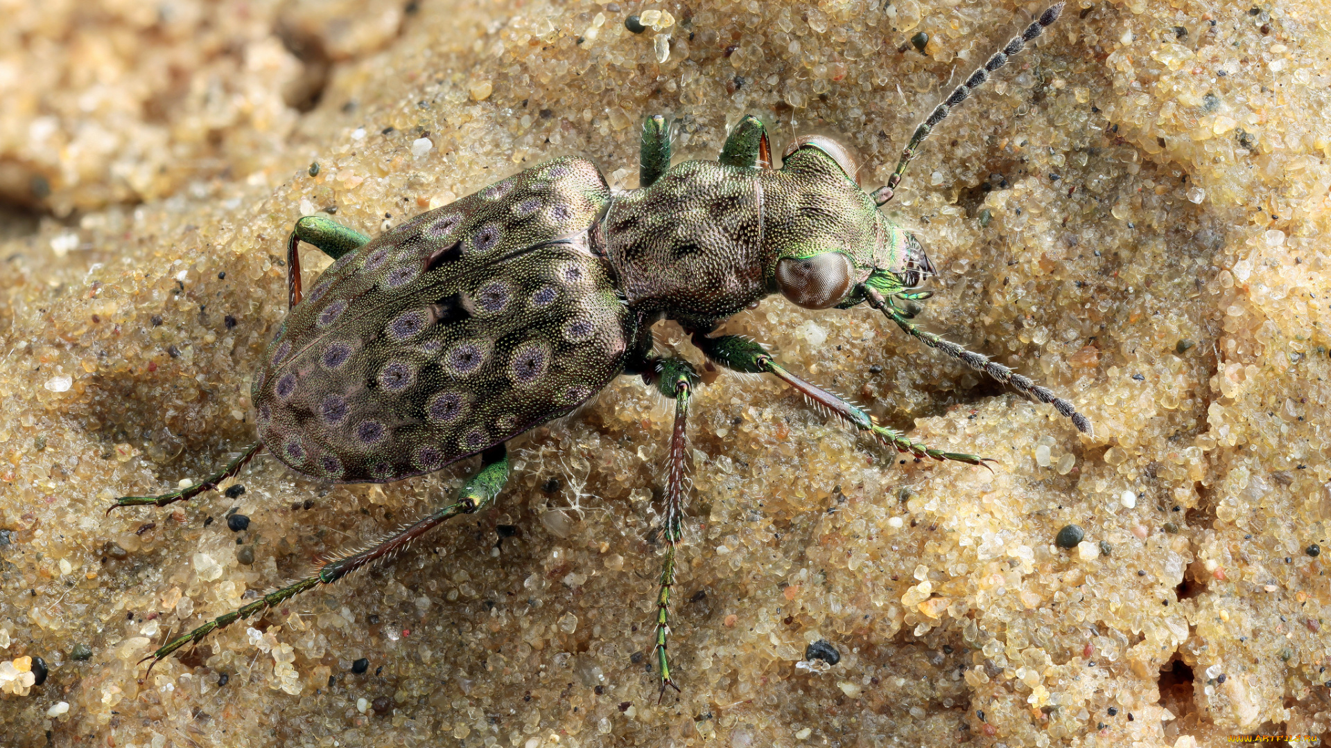 животные, насекомые, жук, макро, песок